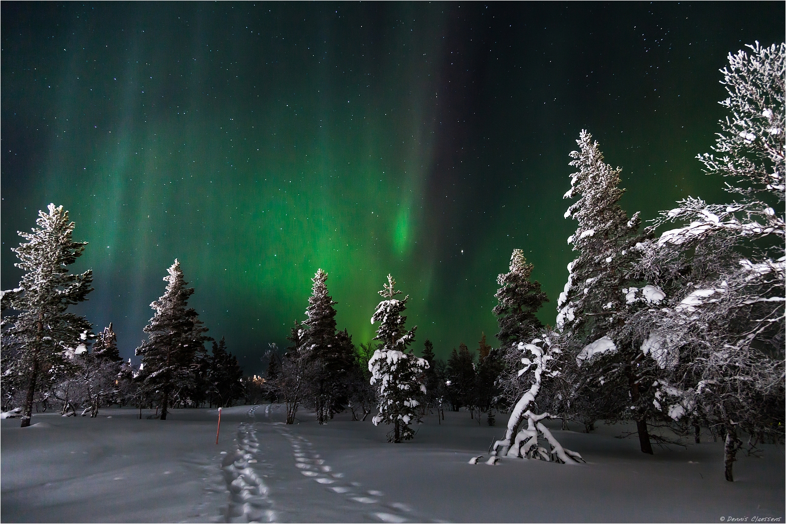 trees-snow-northern-lights
