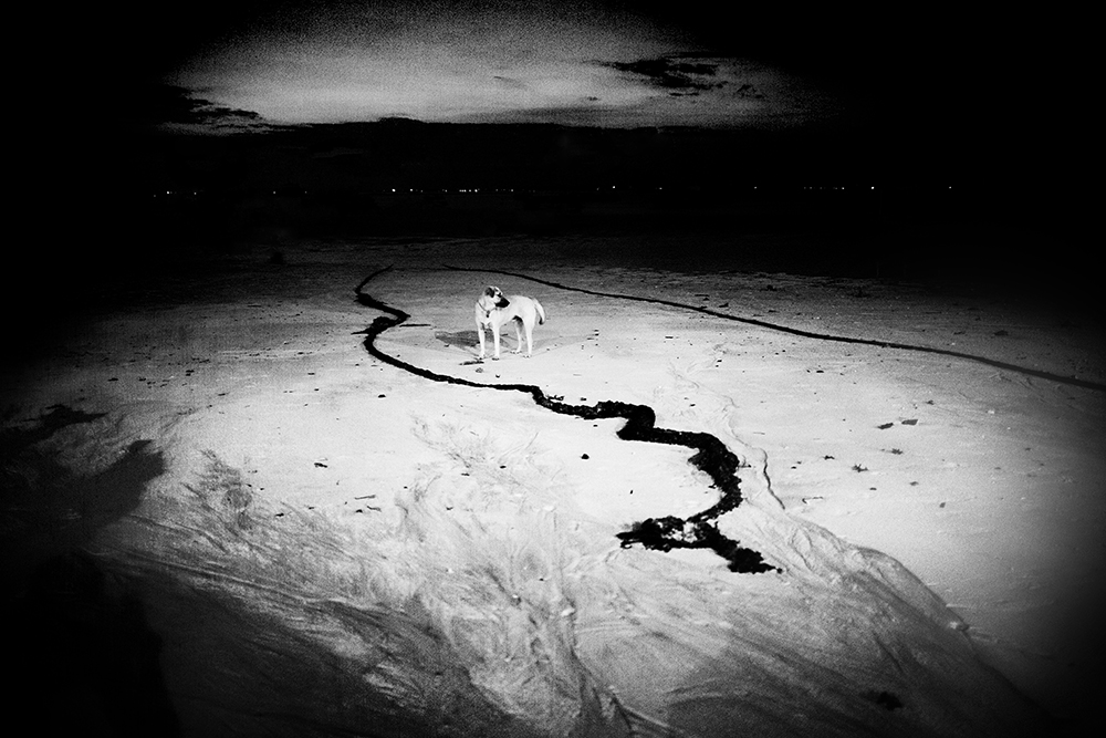 hond-op-strand-nusa-lembongan-indonesie