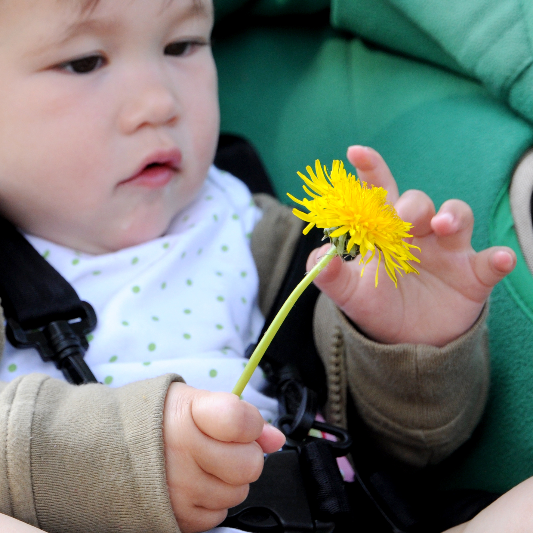 gefocust-op-paardenbloem
