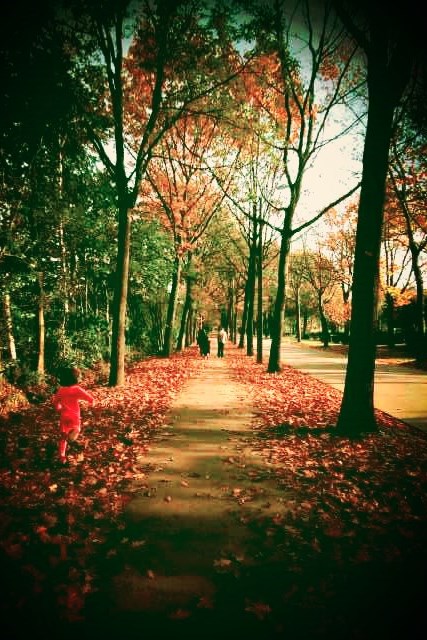 leaves-on-the-sidewalk