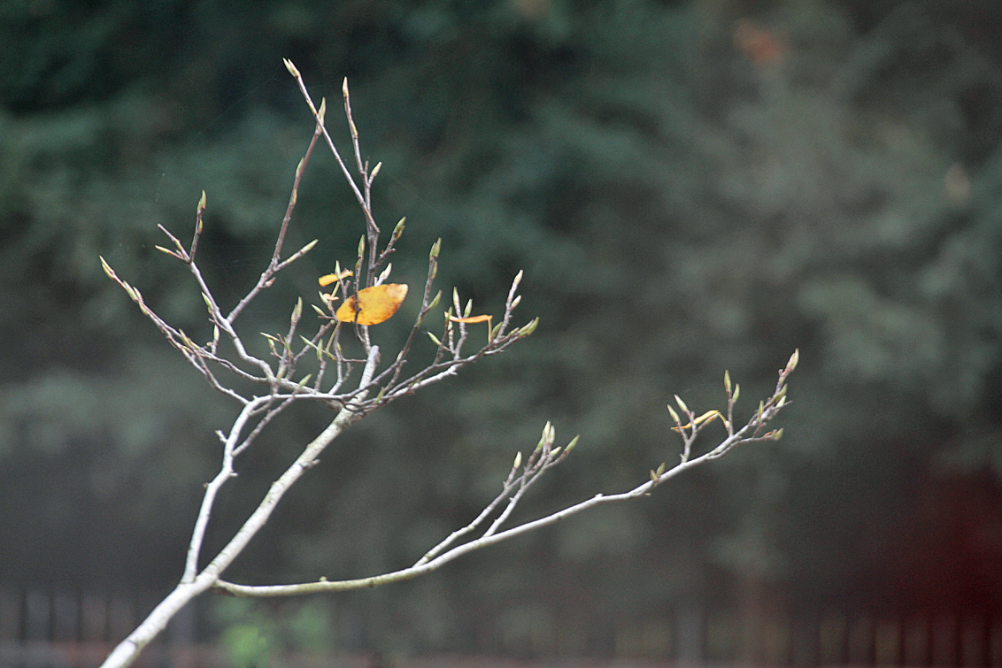de-laatsten-en-de-sterksten