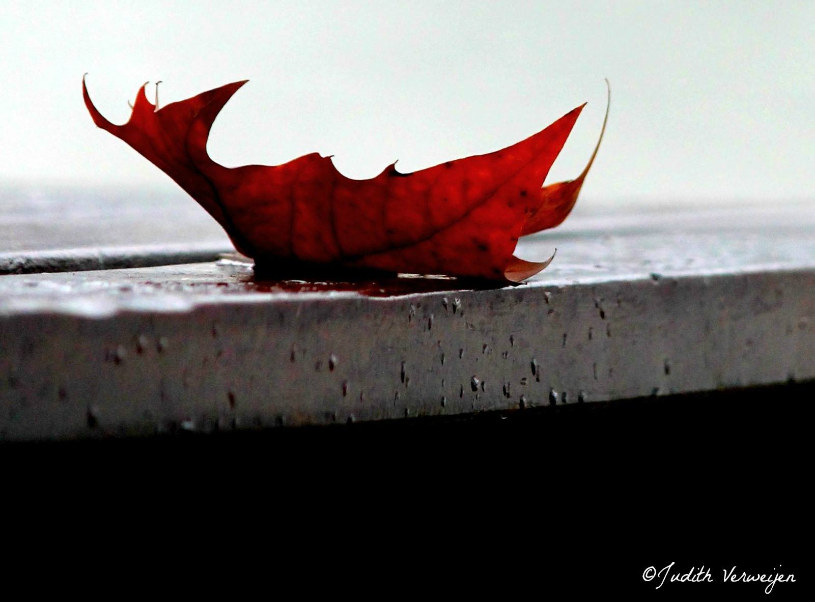 leaf-2