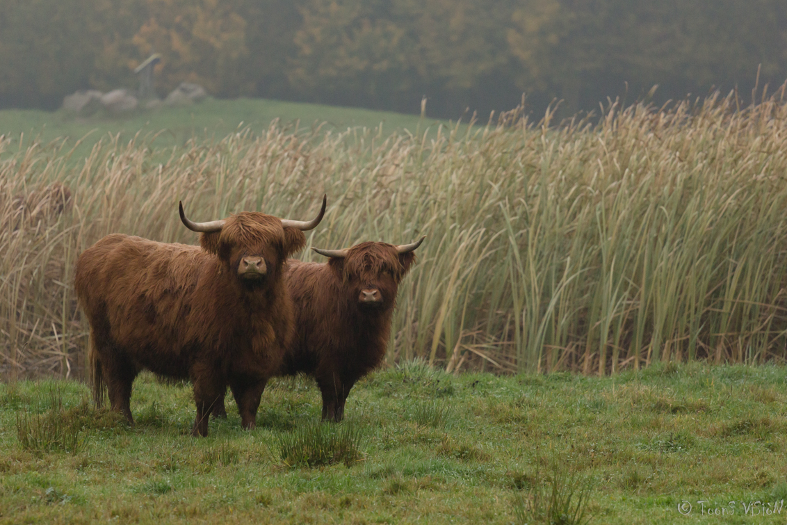 schotse-hooglanders-5