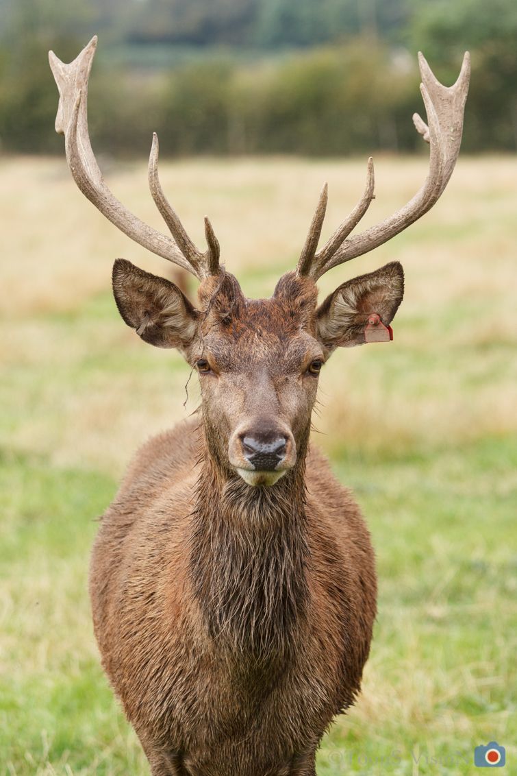 stag
