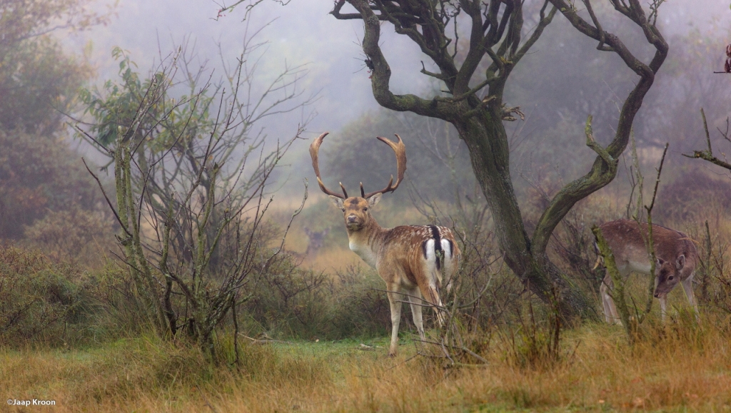 damherten-in-de-mist