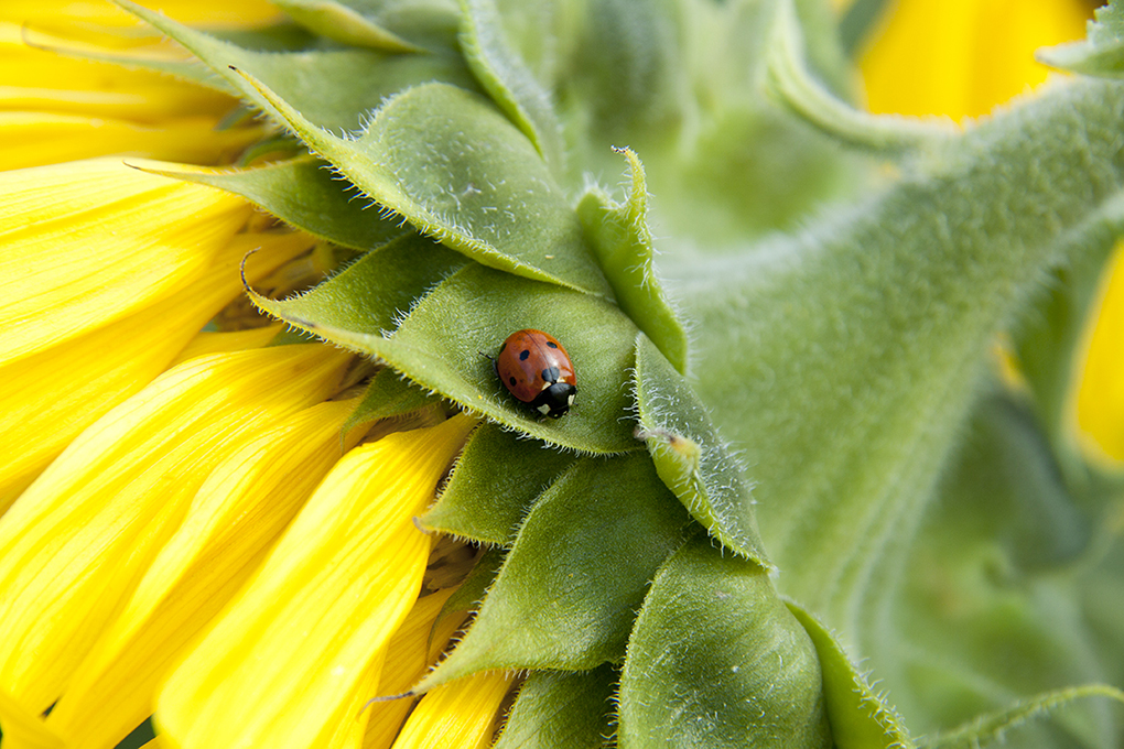 zonnebloem-met-lieveheersbeestje