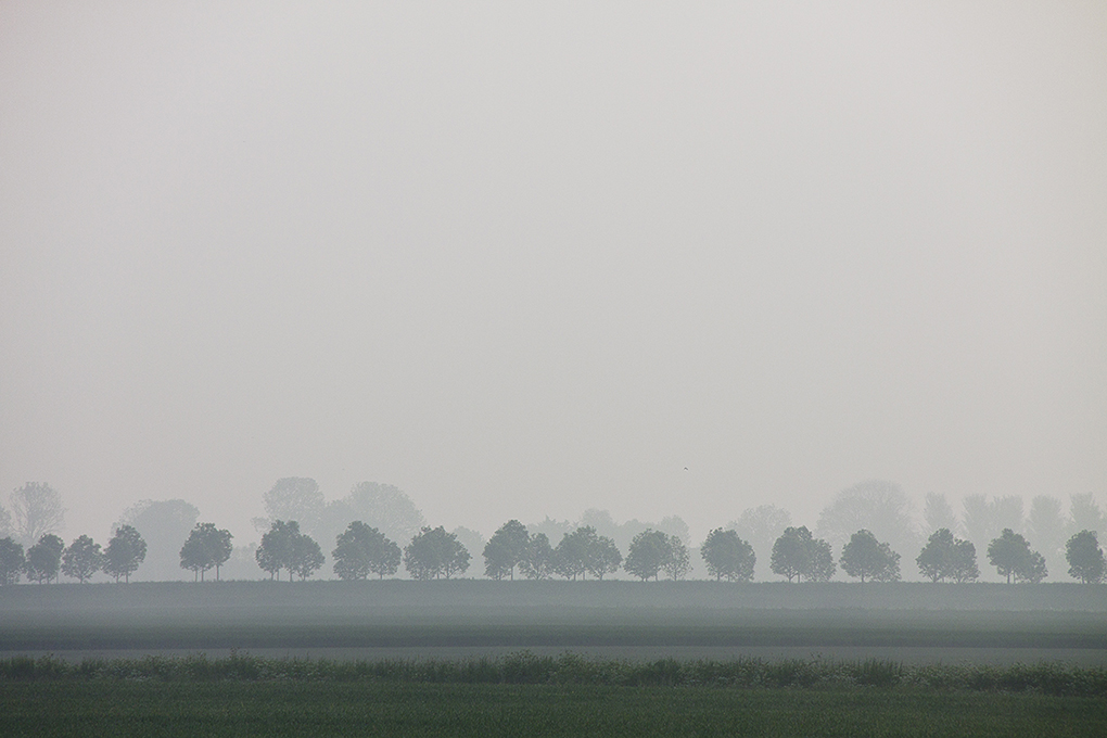 bomenrij-in-de-mist