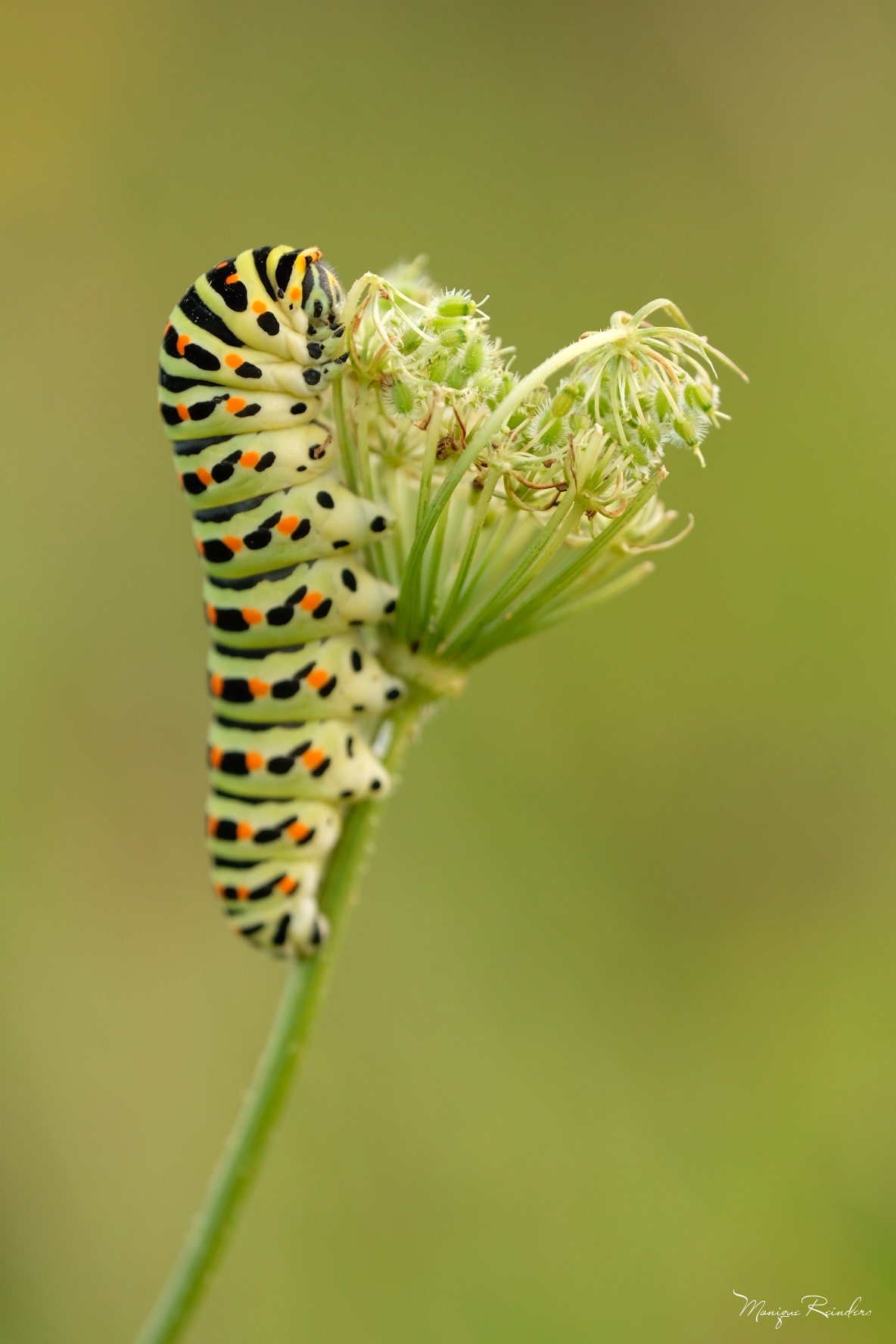 rups-koninginnenpage-0