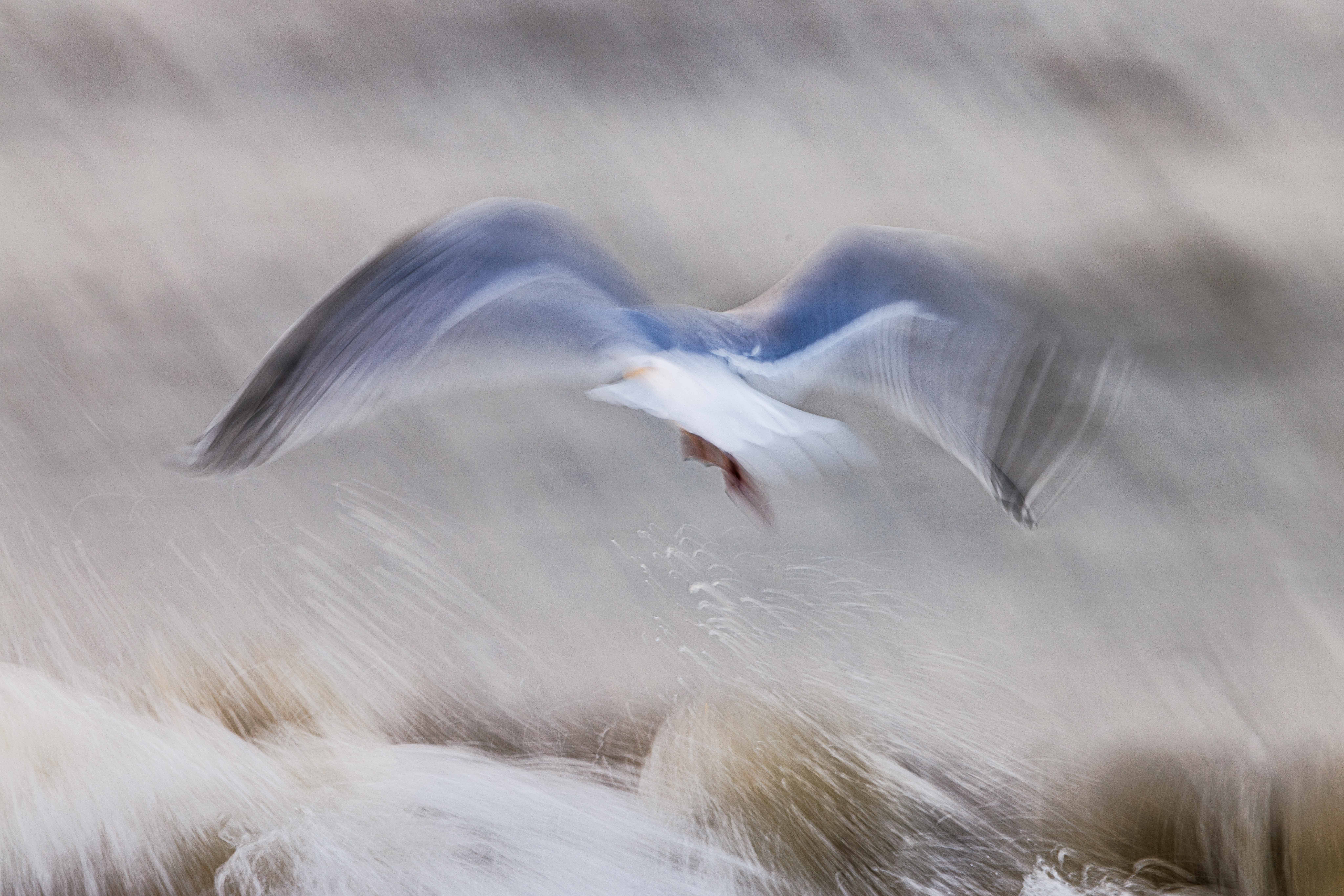 wegvliegende-meeuw-icm