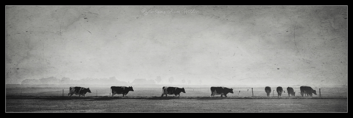 hollands-landschap-4