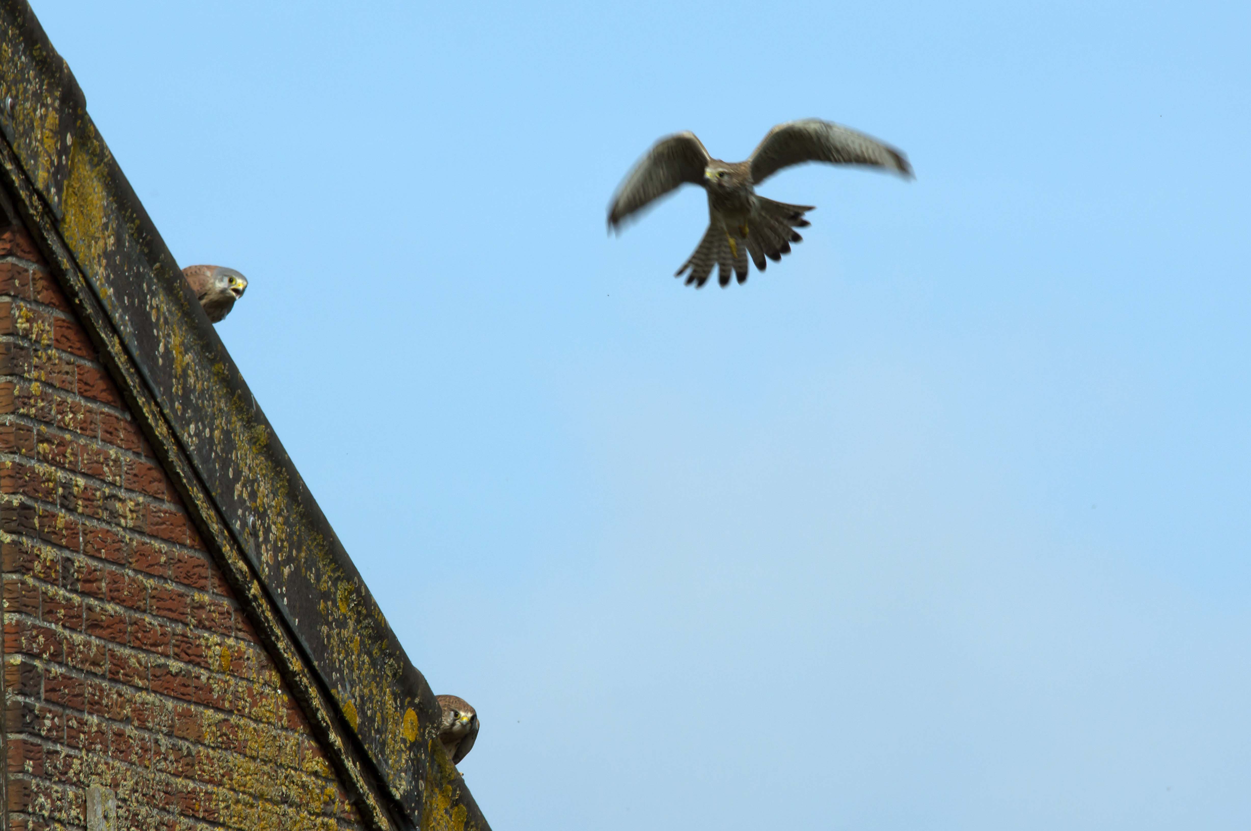 uitgevlogen-torenvalkjes-wachten-op-eten
