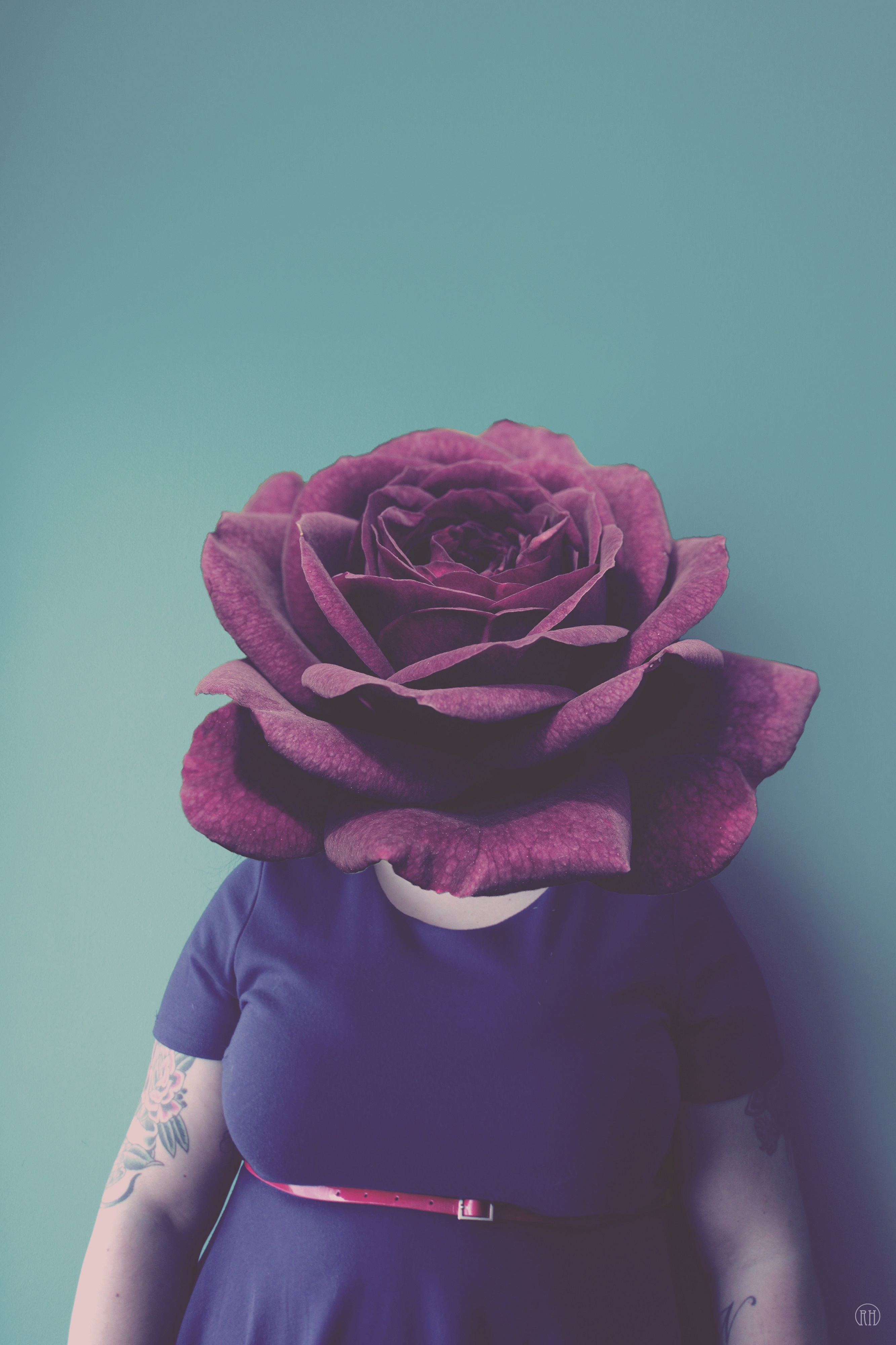 purple-rose