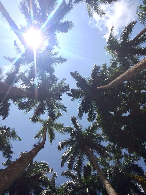 door-de-bomen-het-zonlicht-zien