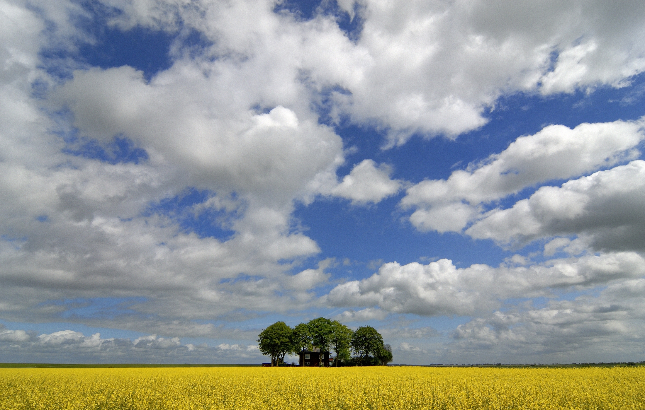 koolzaad-in-de-groninger-polder