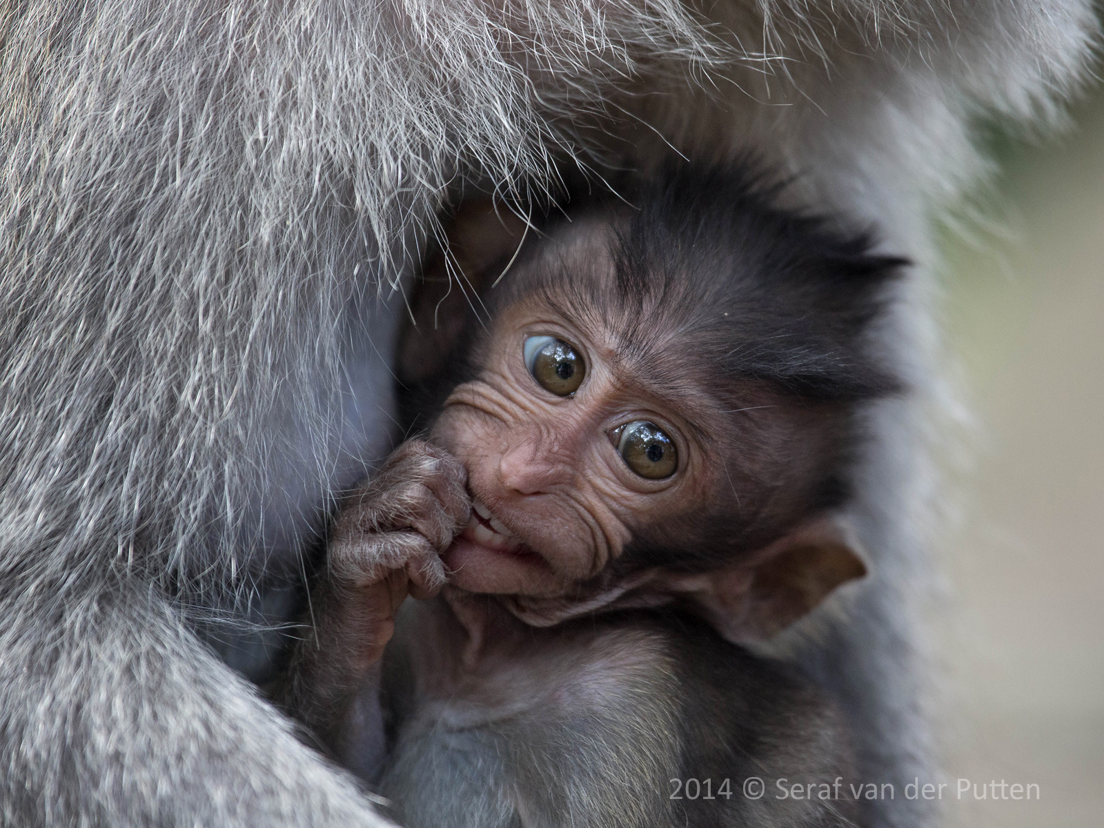 monkey-forest-ubud-bali