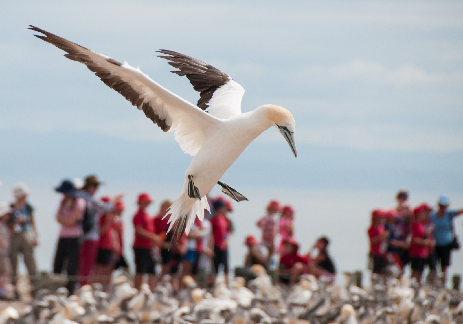 vogelspotters-langs-de-landingsbaan