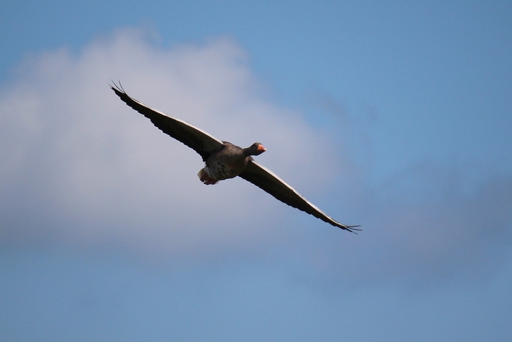 aerodynamisch-tot-in-de-puntjes