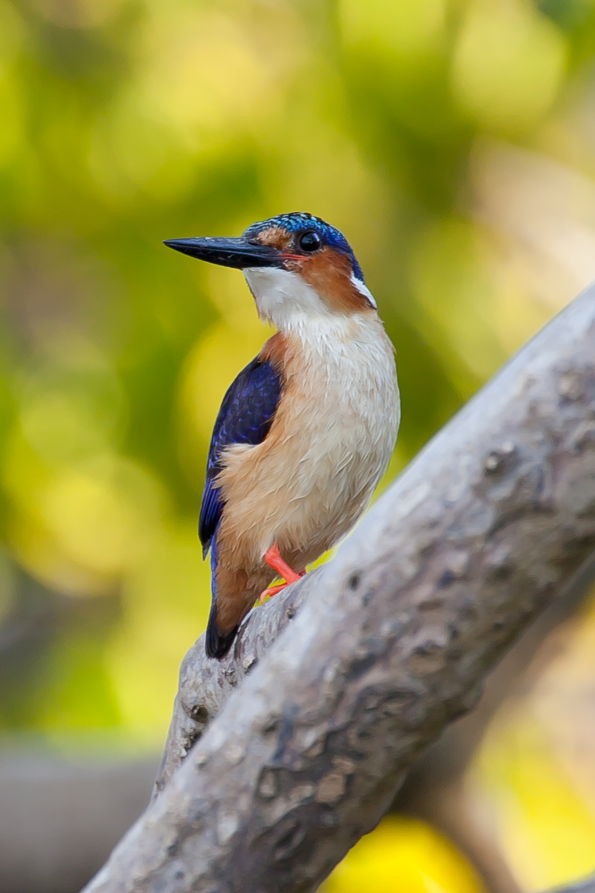 madagascar-kingsfisher