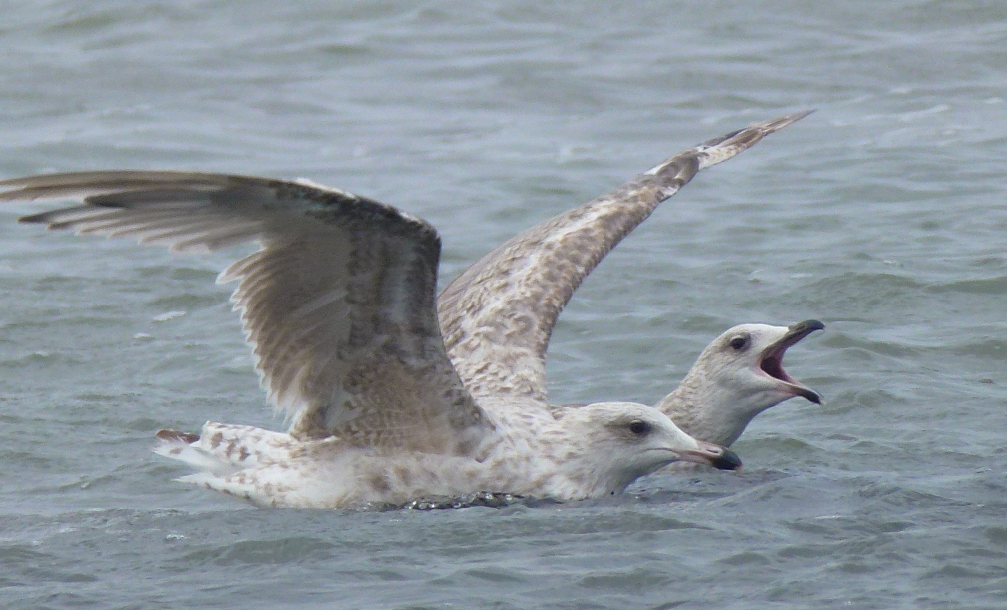 een-schreeuw-van-een-meeuw