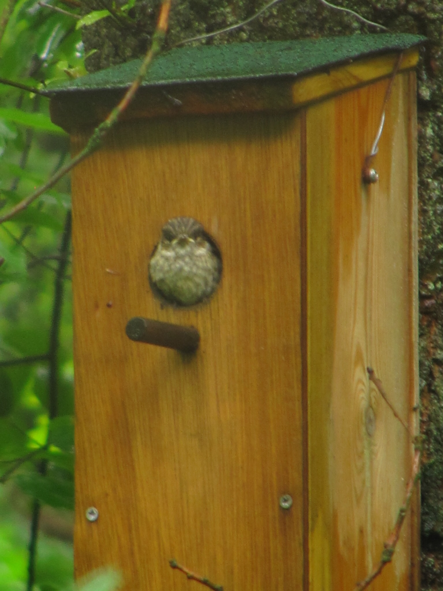 jonge-bonte-vliegervanger