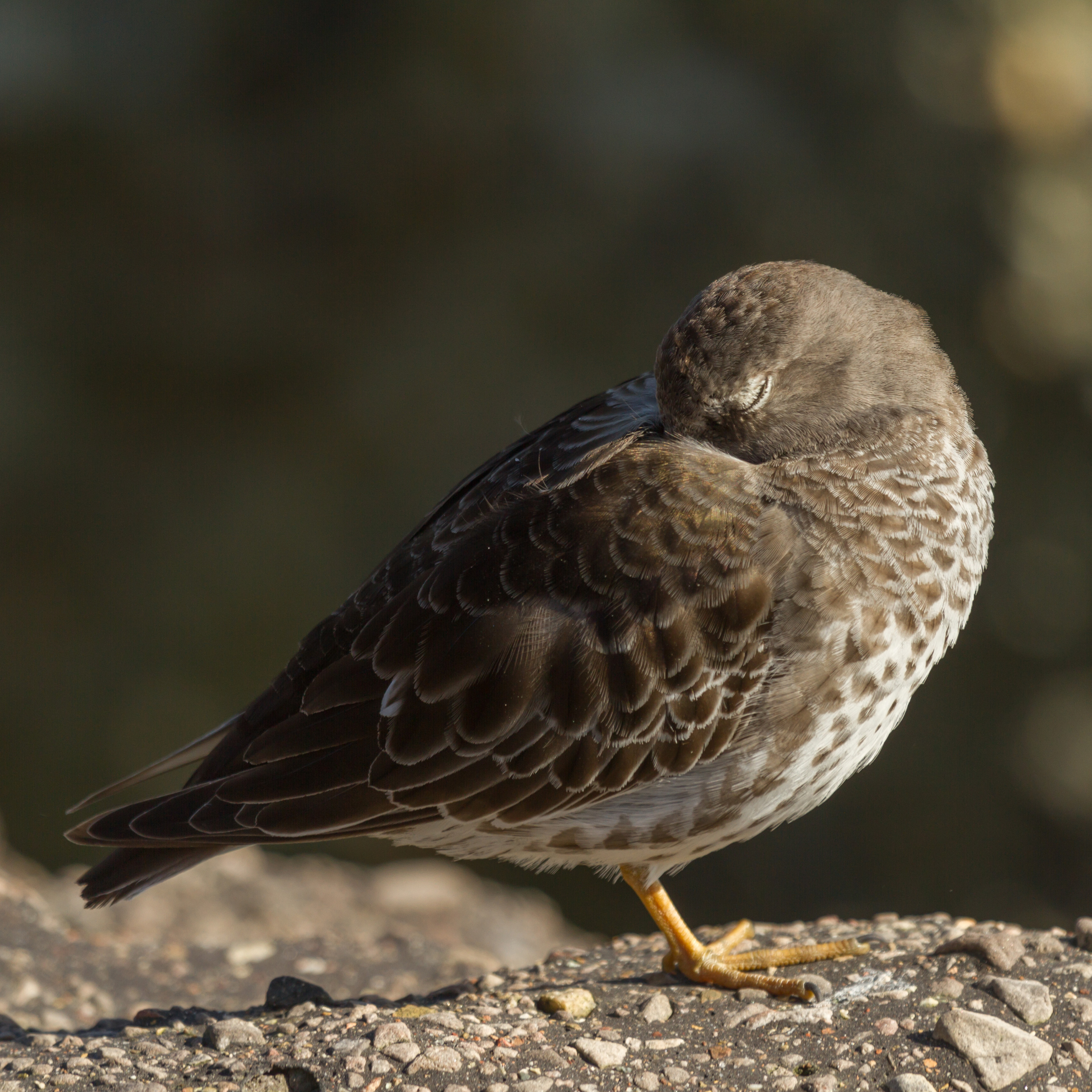 paarse-strandloper-in-rust