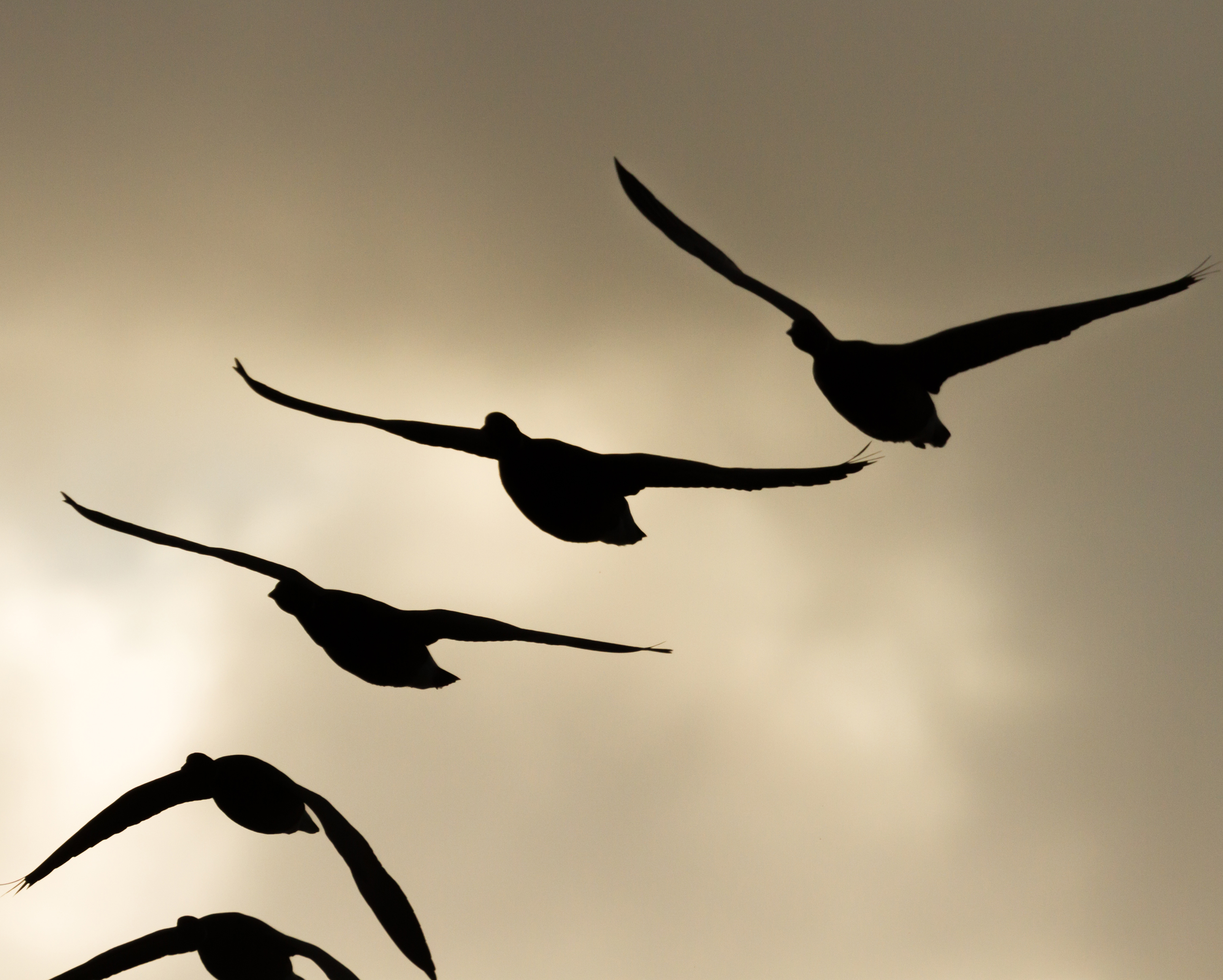 rotganzen-in-tegenlicht