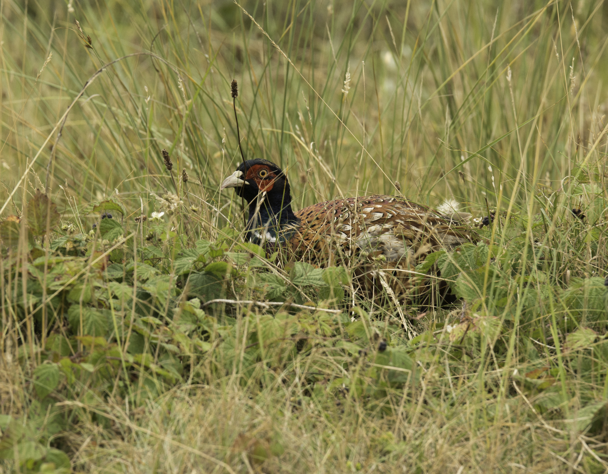 dekkingsgraad-iets-gezakt