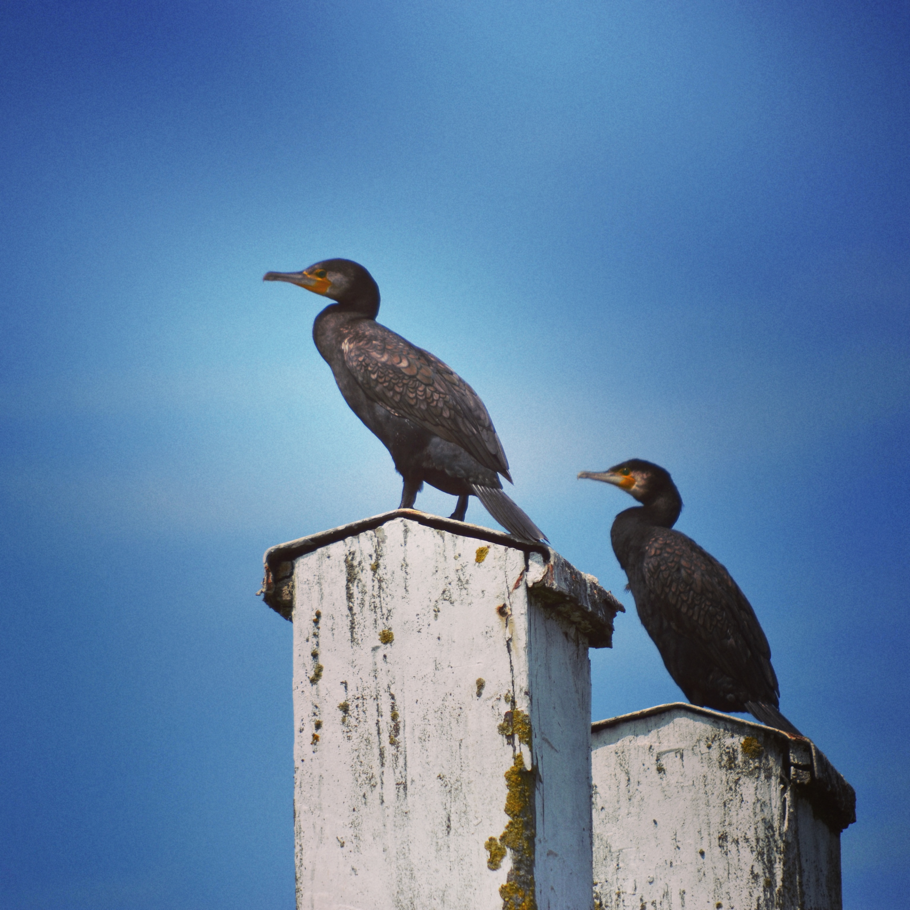 aalscholvers-op-de-uitkijk-1