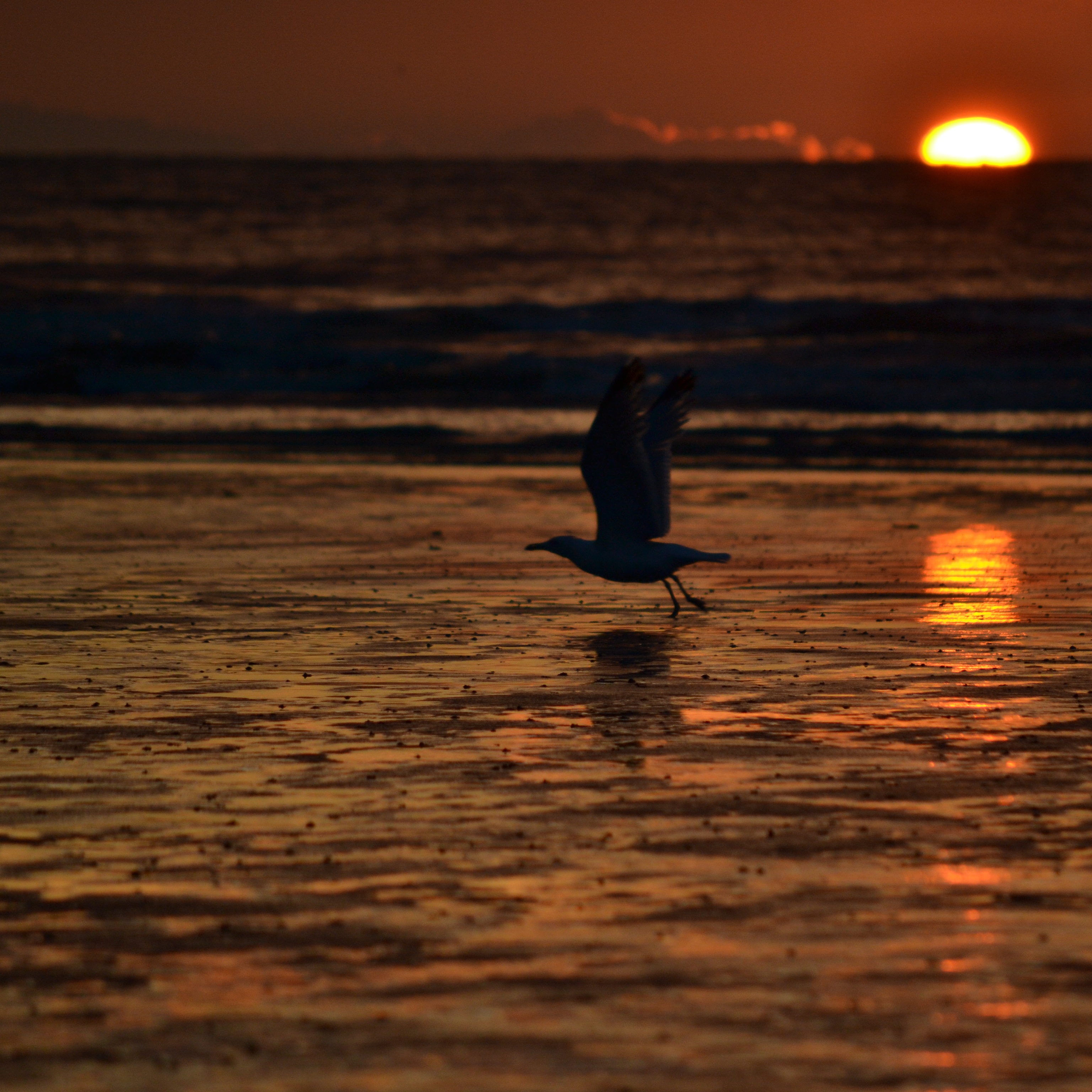 zonsondergang-met-zeemeeuw