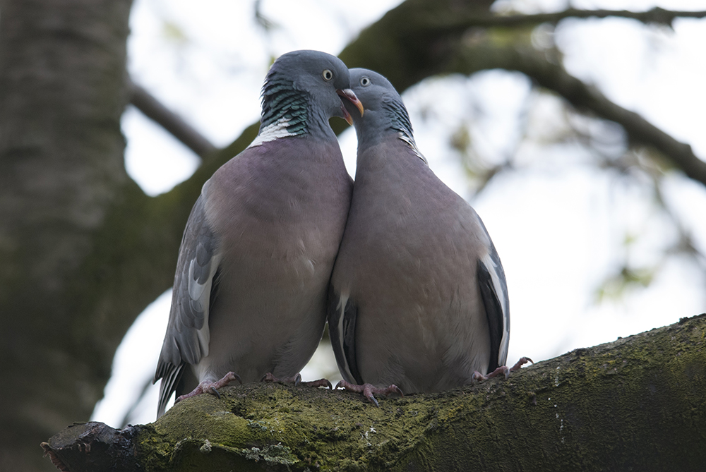 love-birds-2