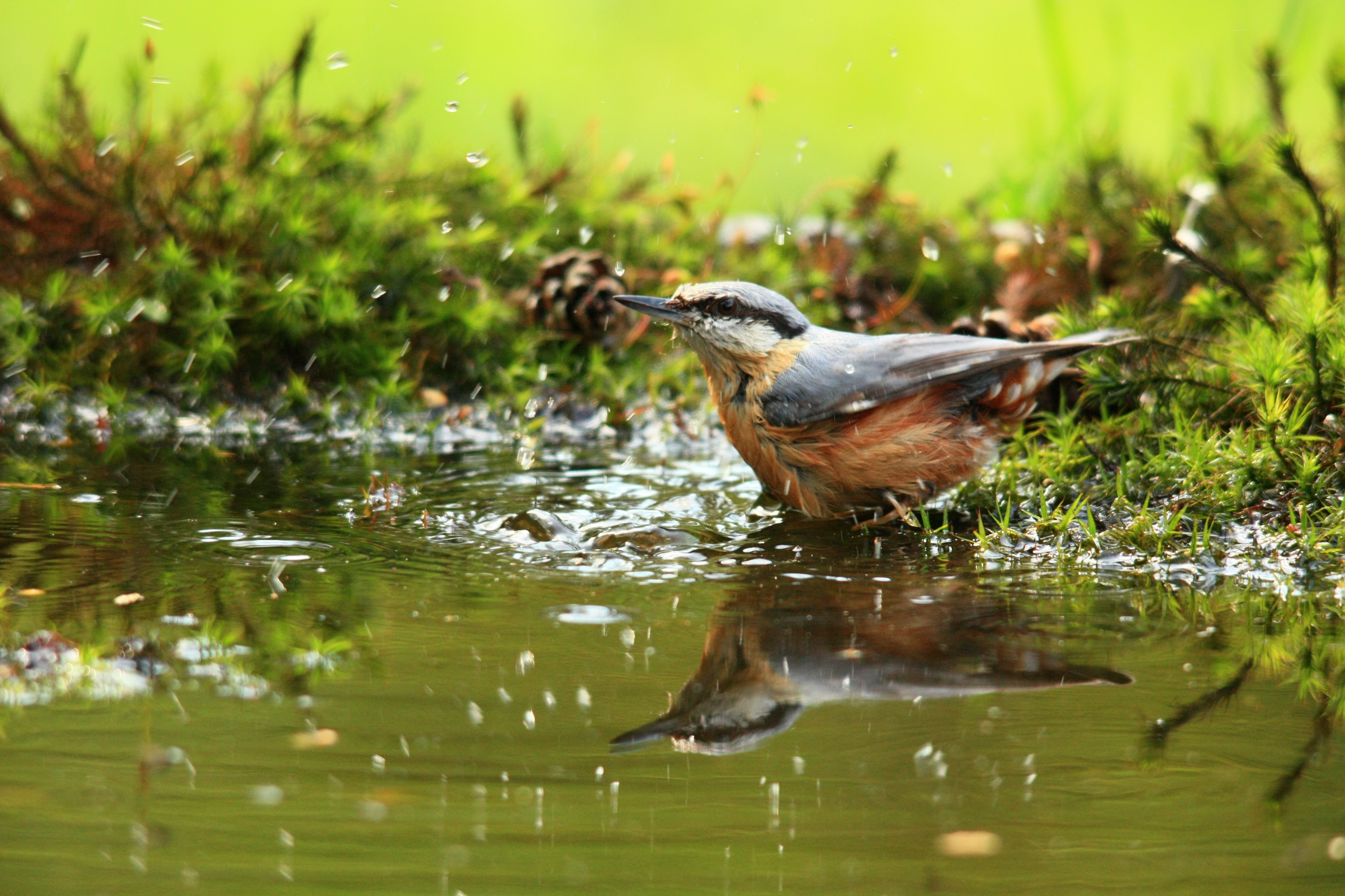 badderende-boomklever
