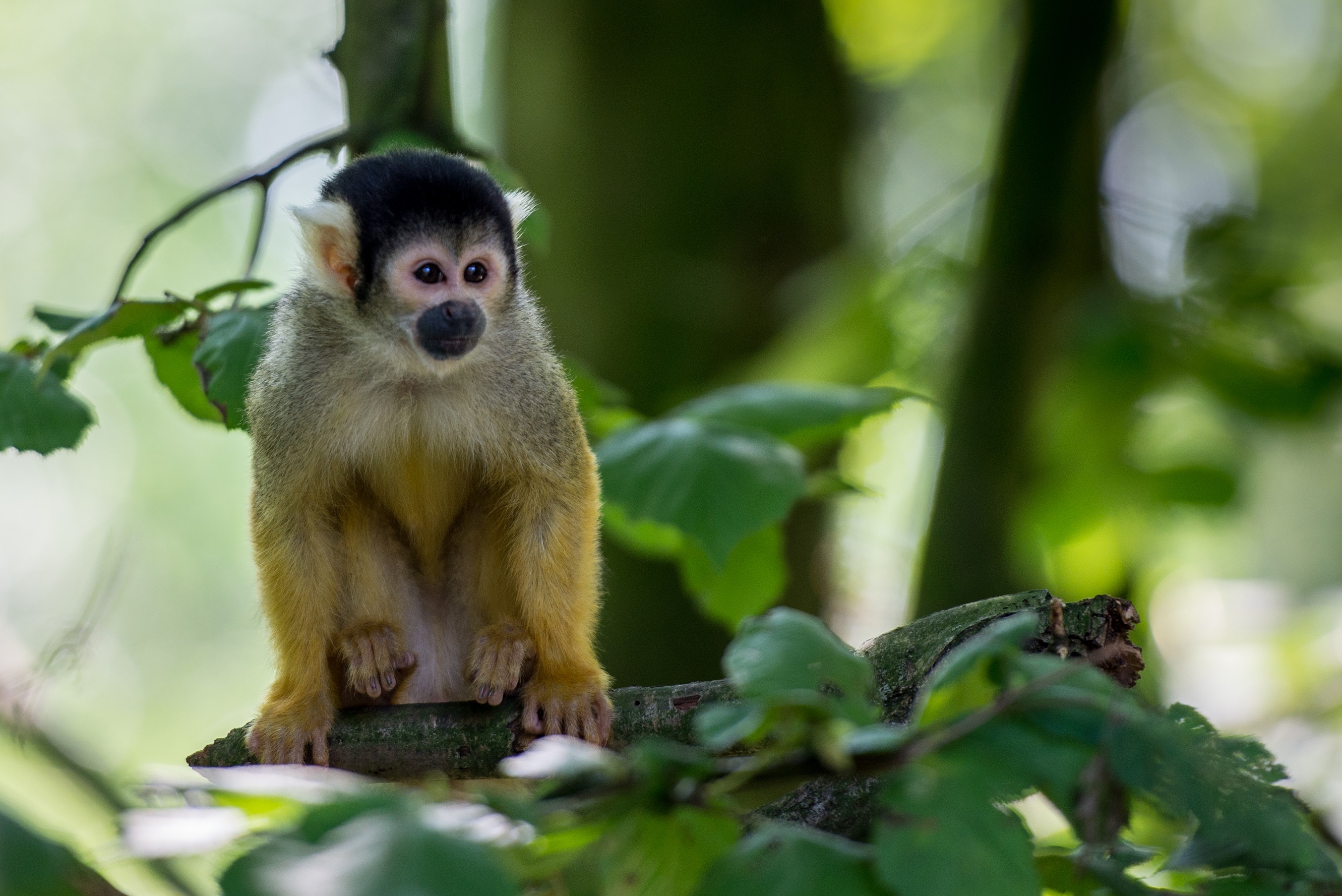 er-zat-een-aapje-op-een-stokje-onder-moeders