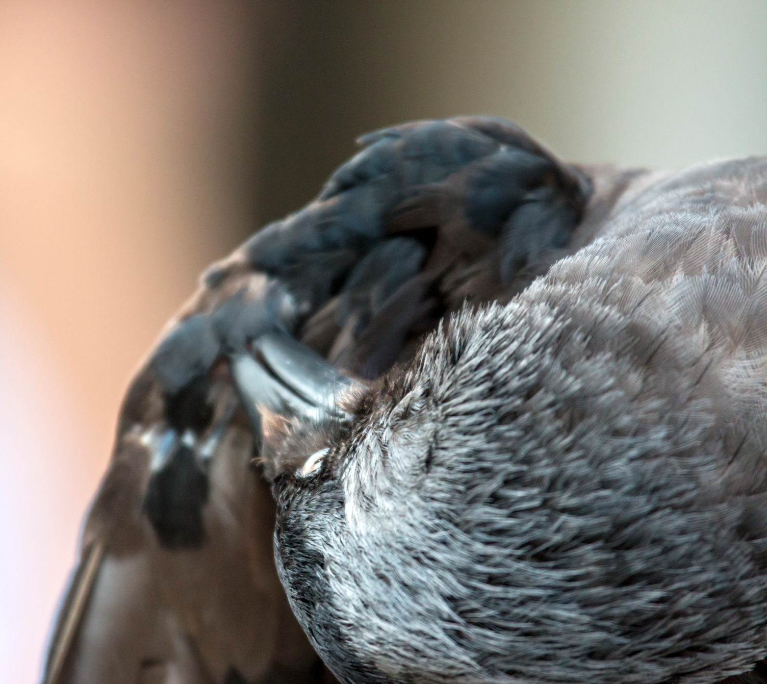 dagelijks-leven-van-een-alledaagse-vogel