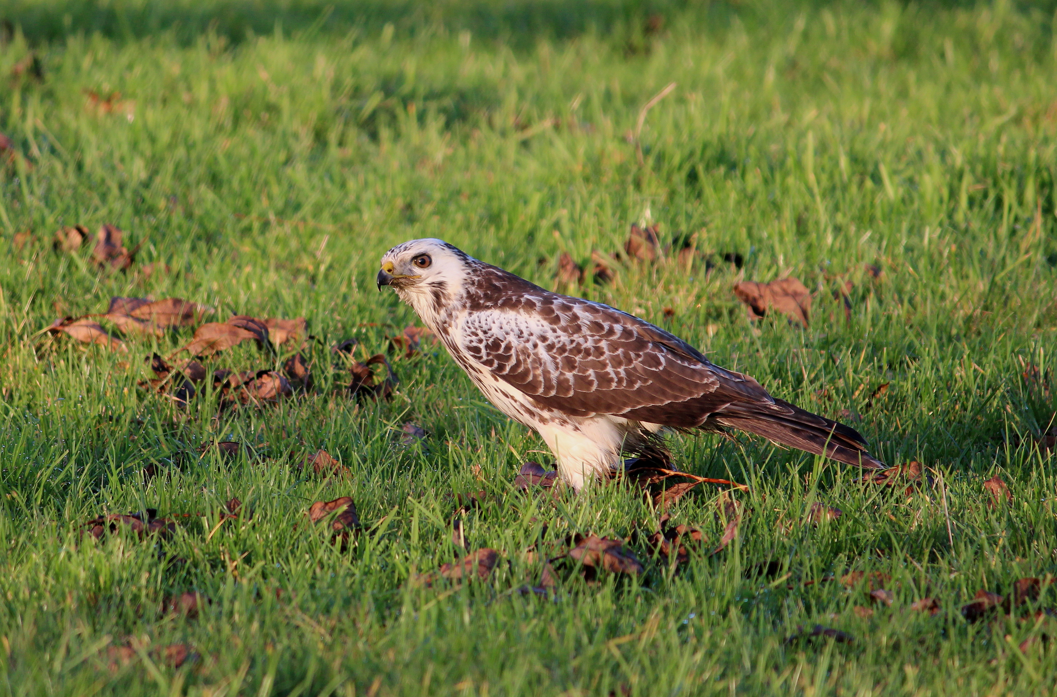 buizerd-in-het-veld