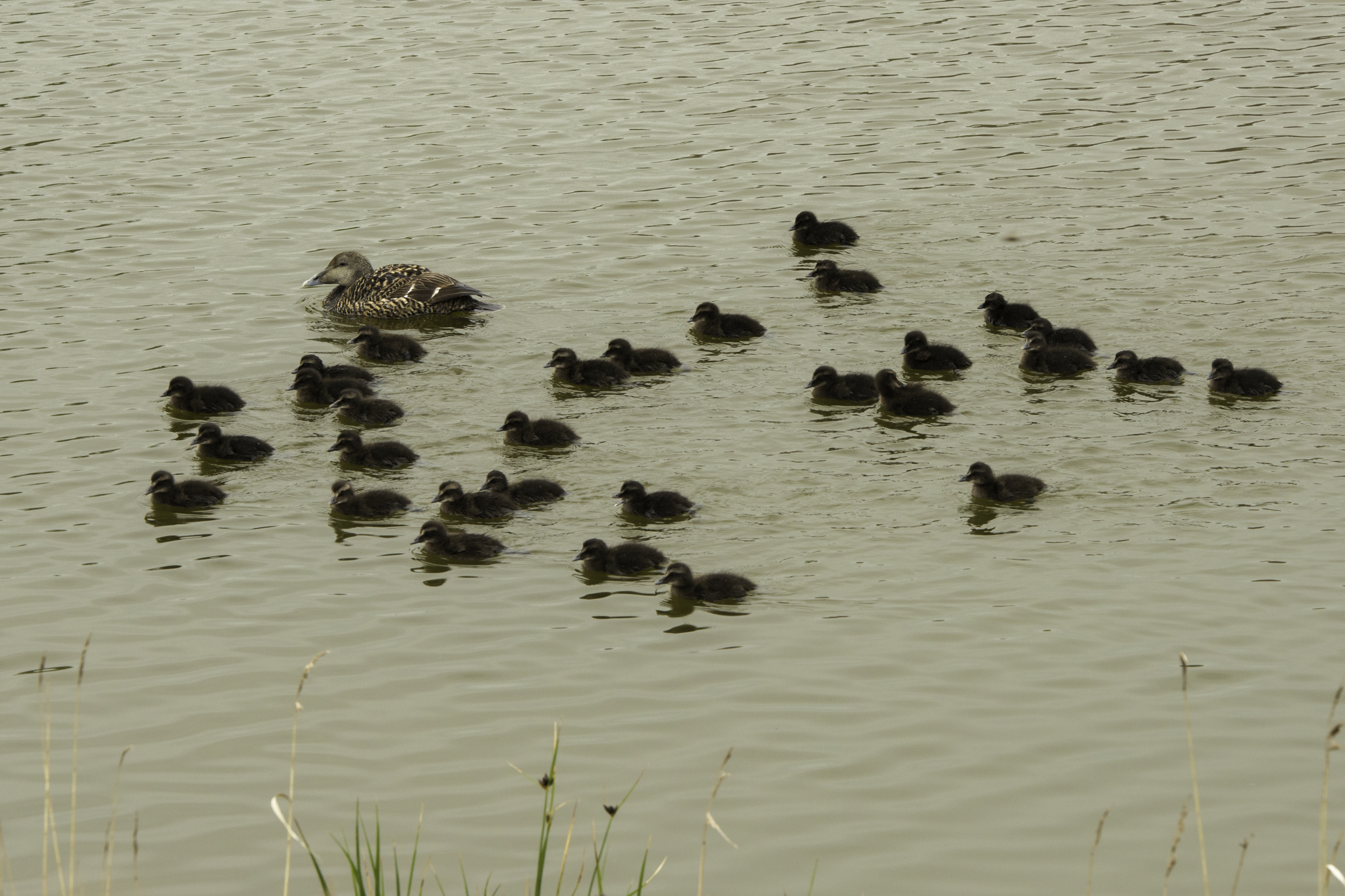 kuikenrcr%C3%A8che-een-klas-van-30