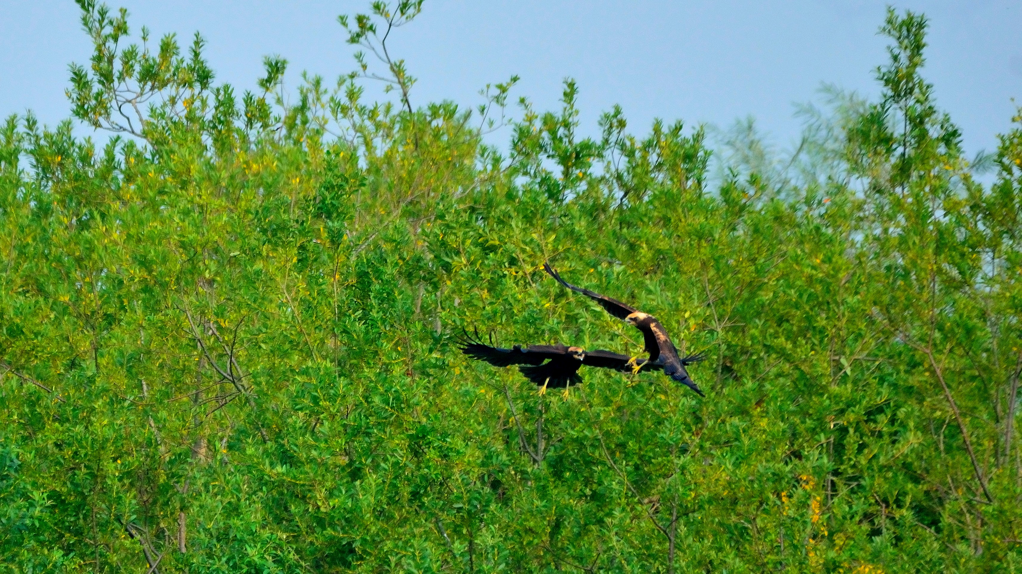jonge-zeearend-in-biesbosch