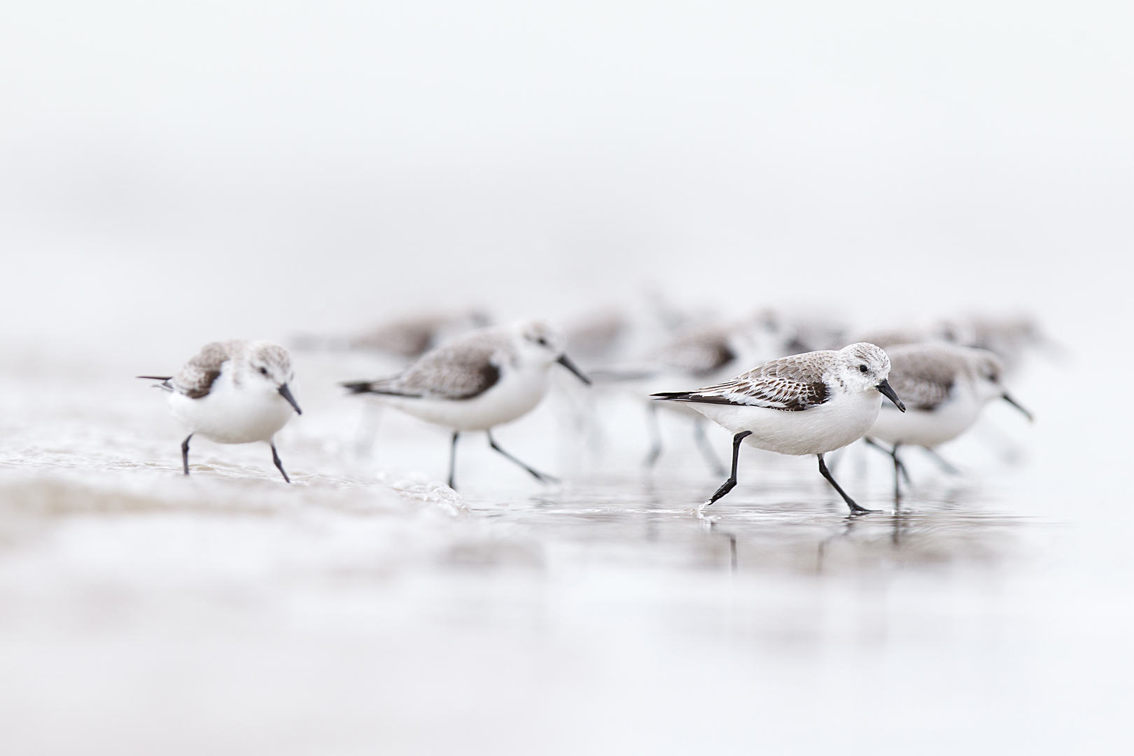 drieteenstrandlopertjes