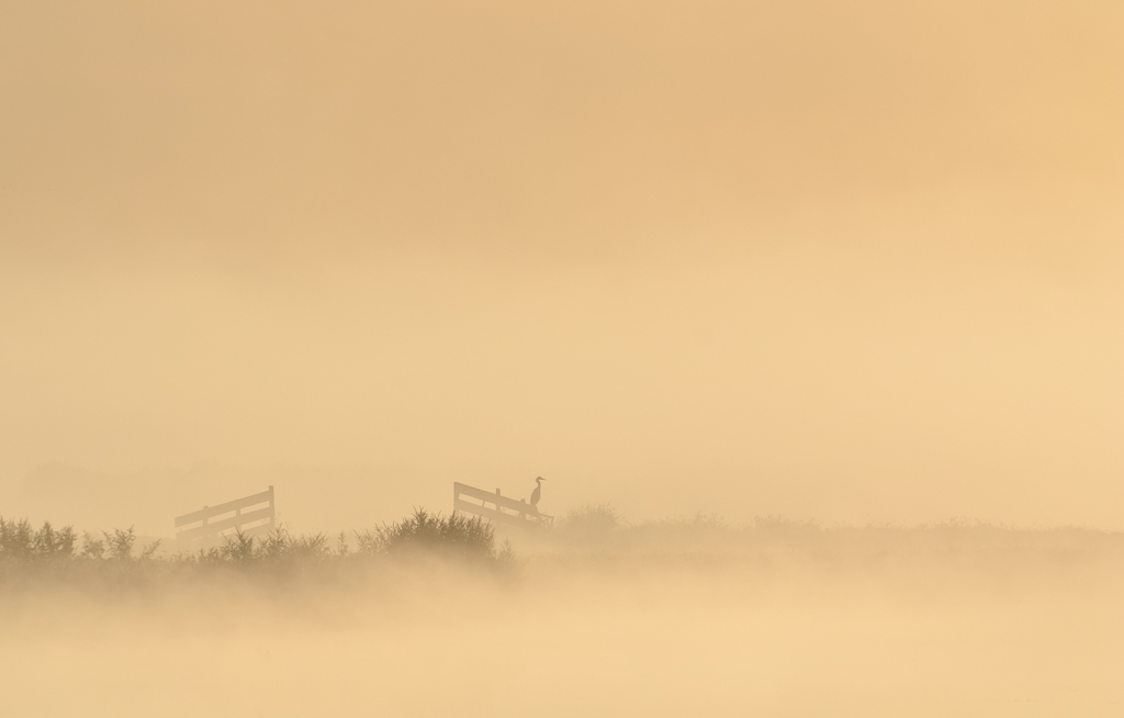 blauwe-reiger-in-ochtendmist