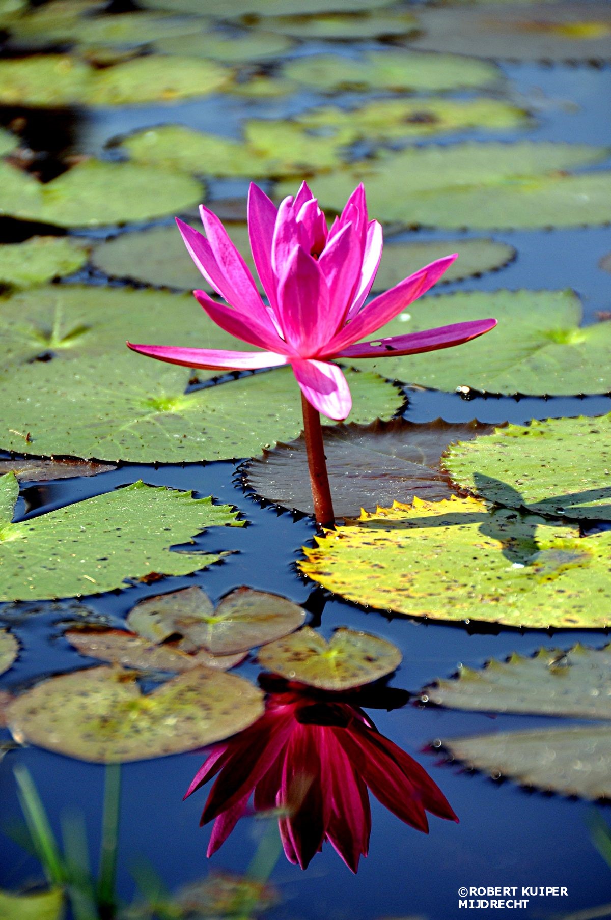 lotus-flower