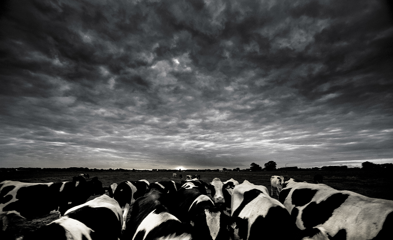 koeien-lucht