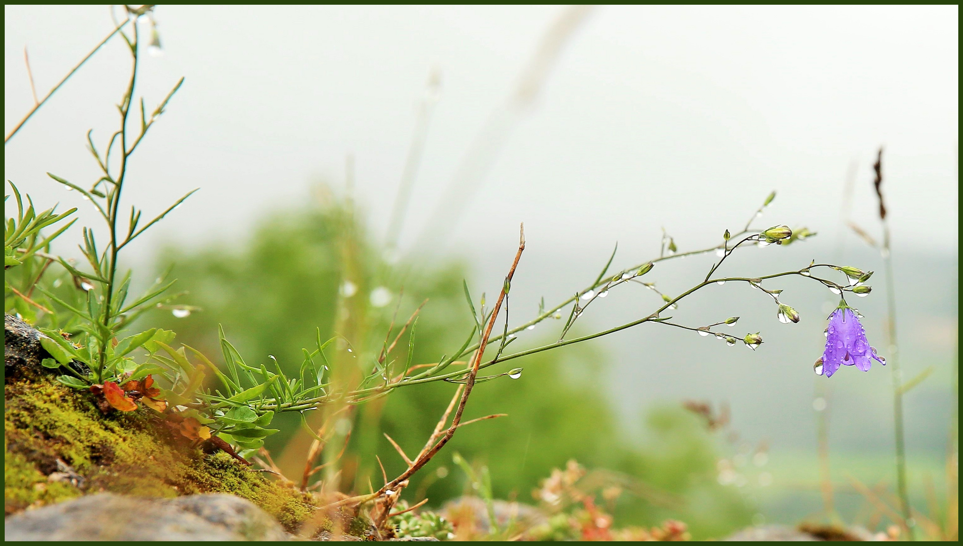 bloem-in-het-landschap