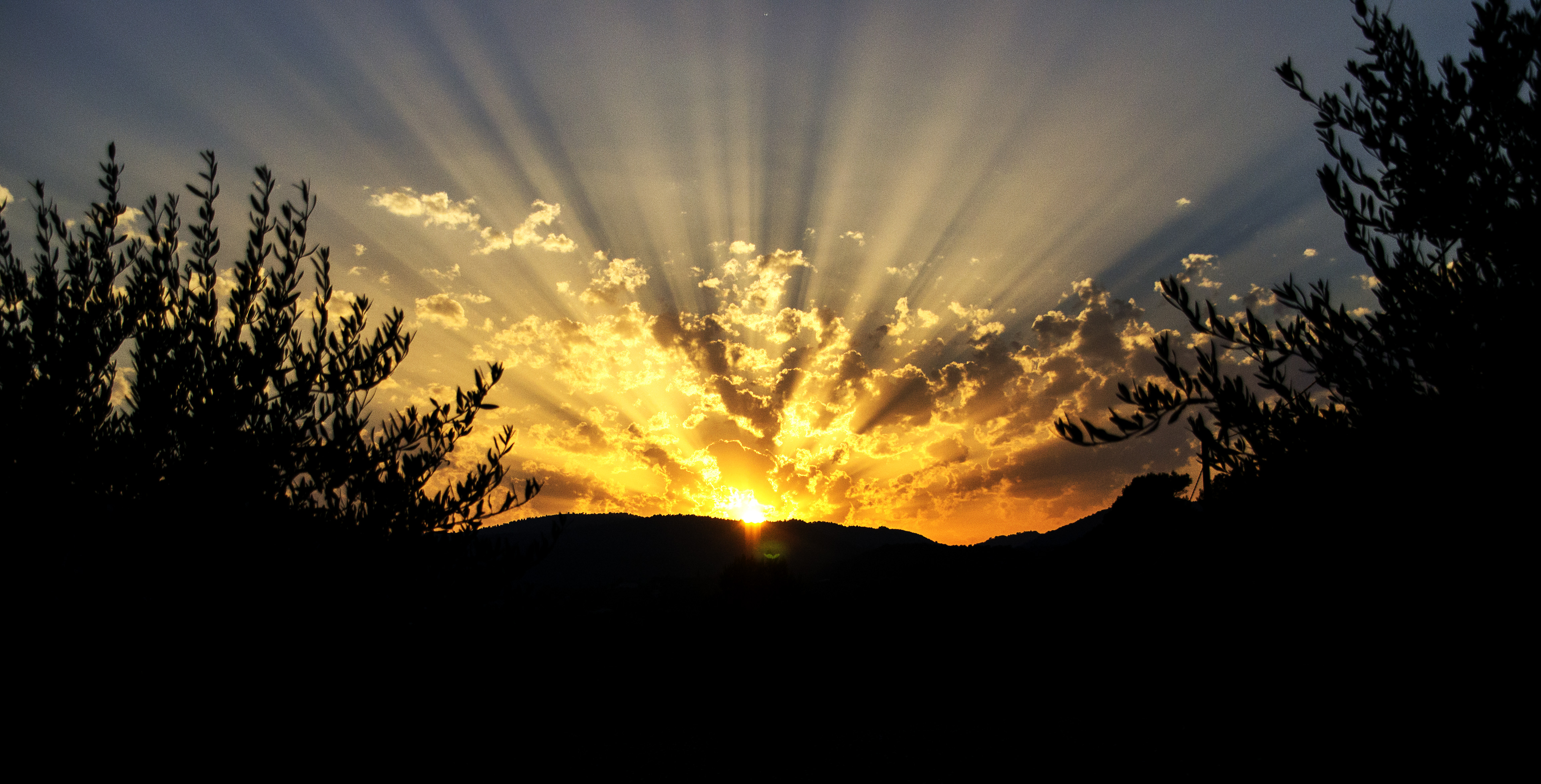 between-the-olive-trees