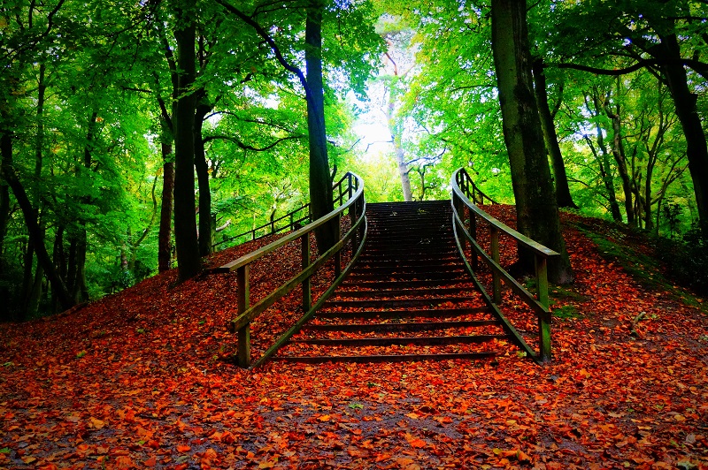 trappen-in-het-bos