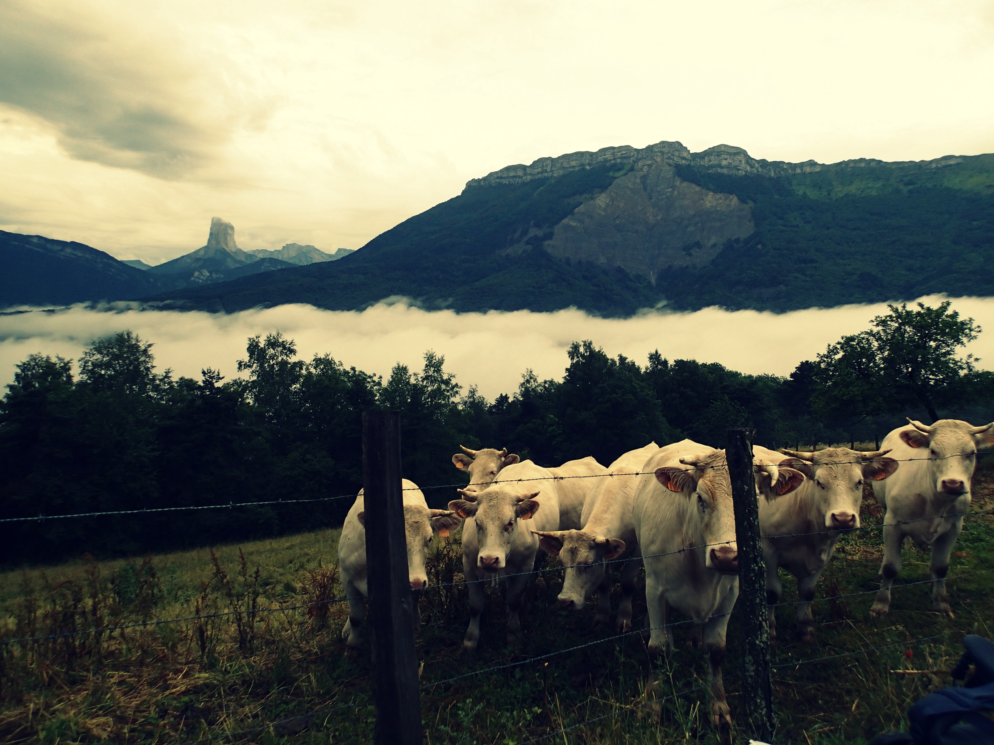 cows-in-the-alps