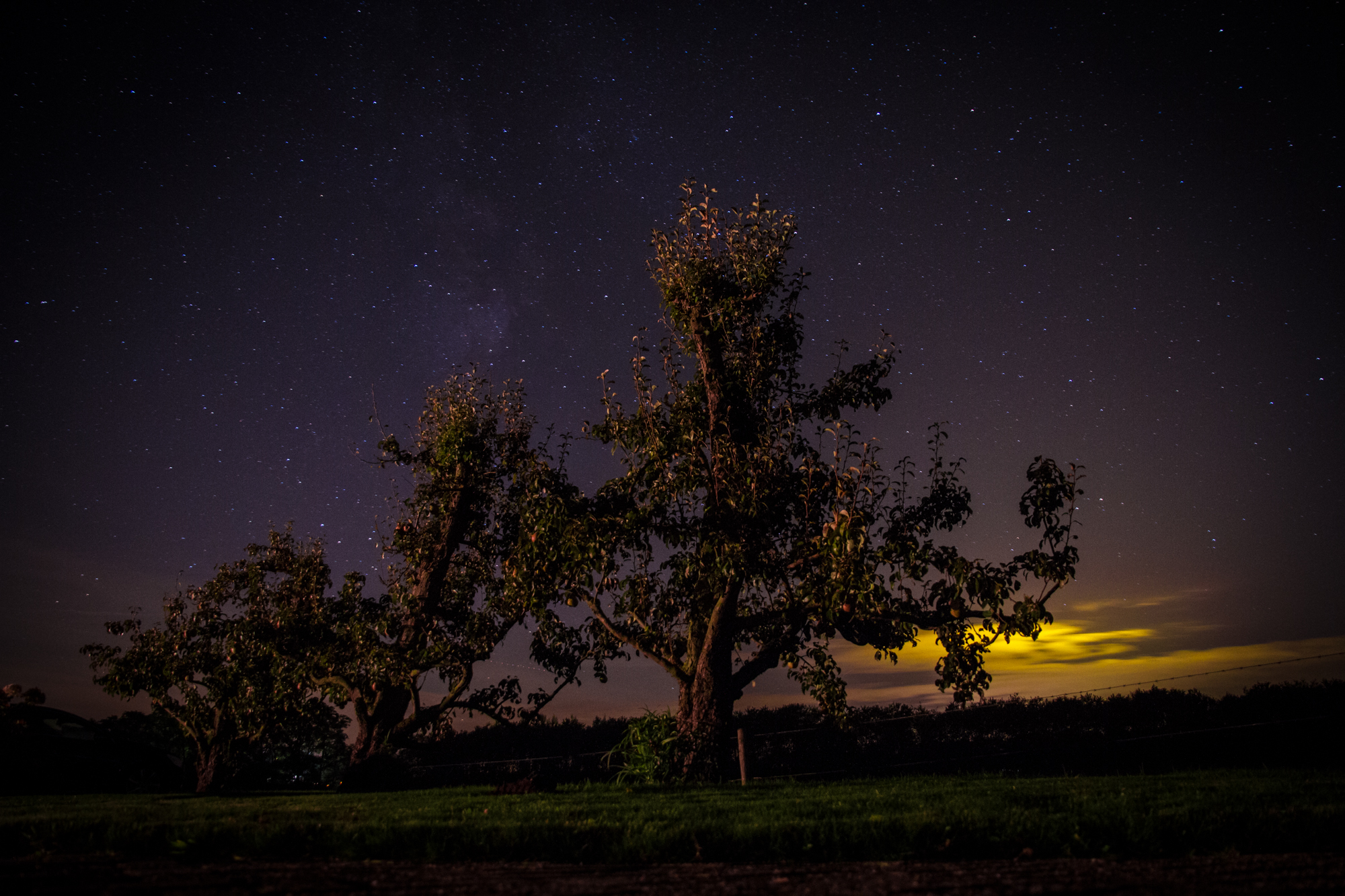 perenboom-onder-de-sterren