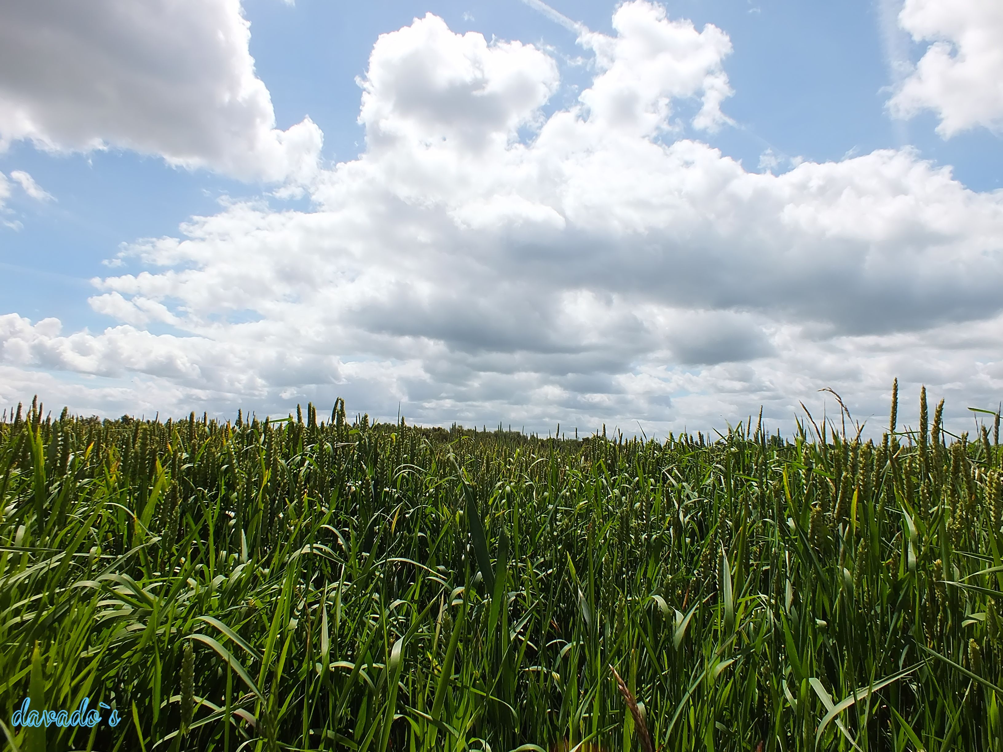 graan-veld-met-hollandse-wolken