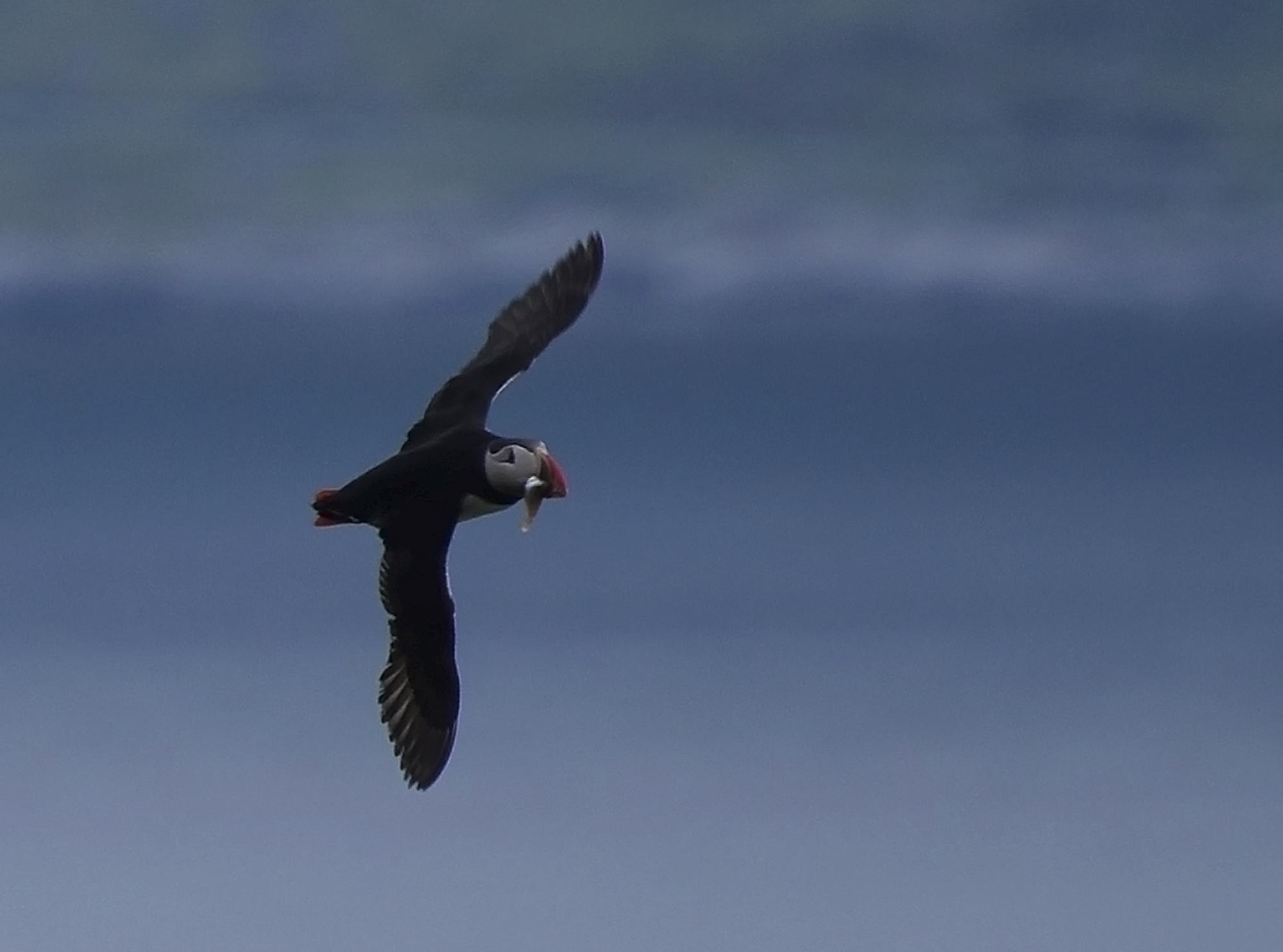 papegaaiduiker-in-vlucht