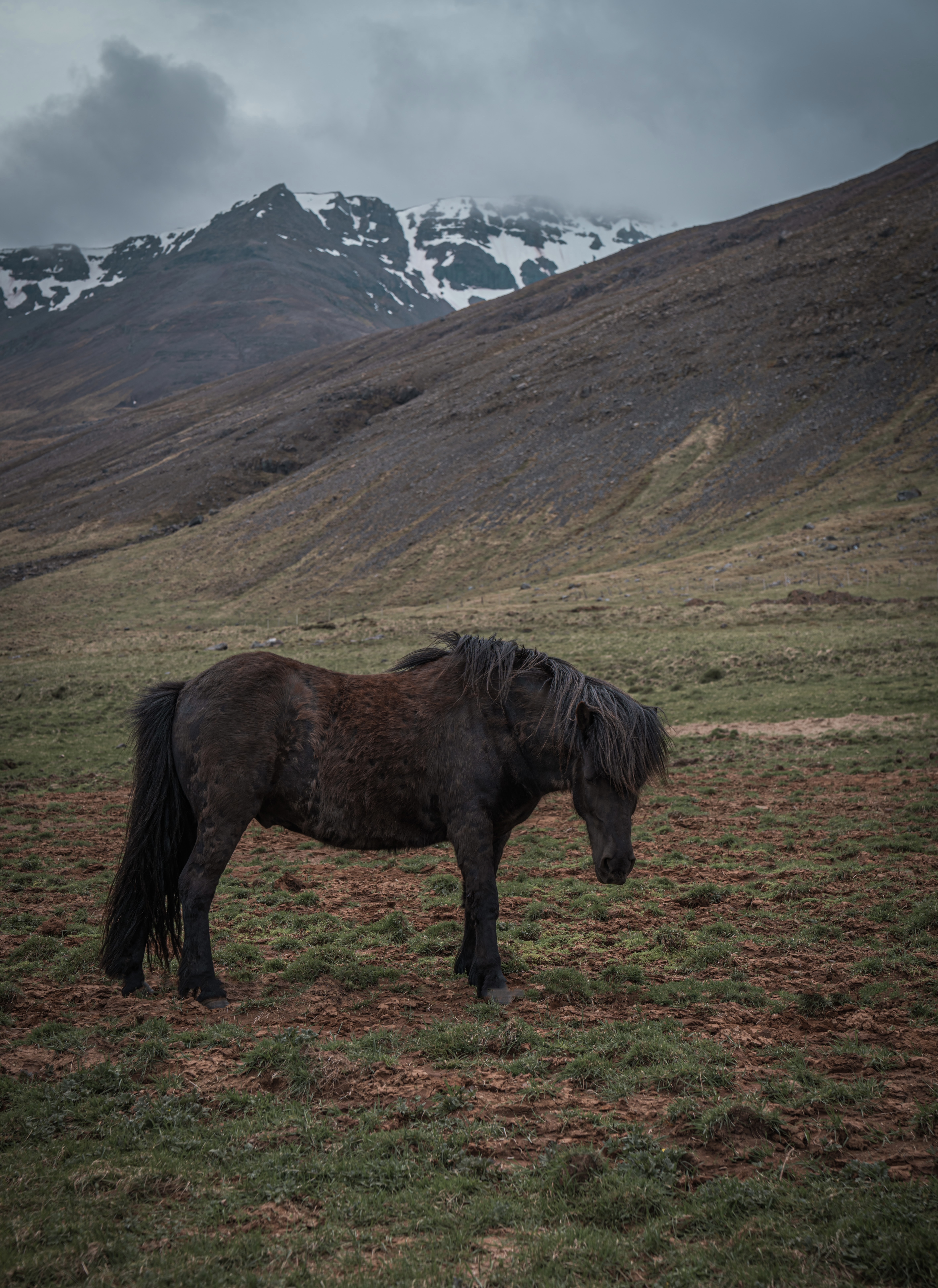 icelandse-paard