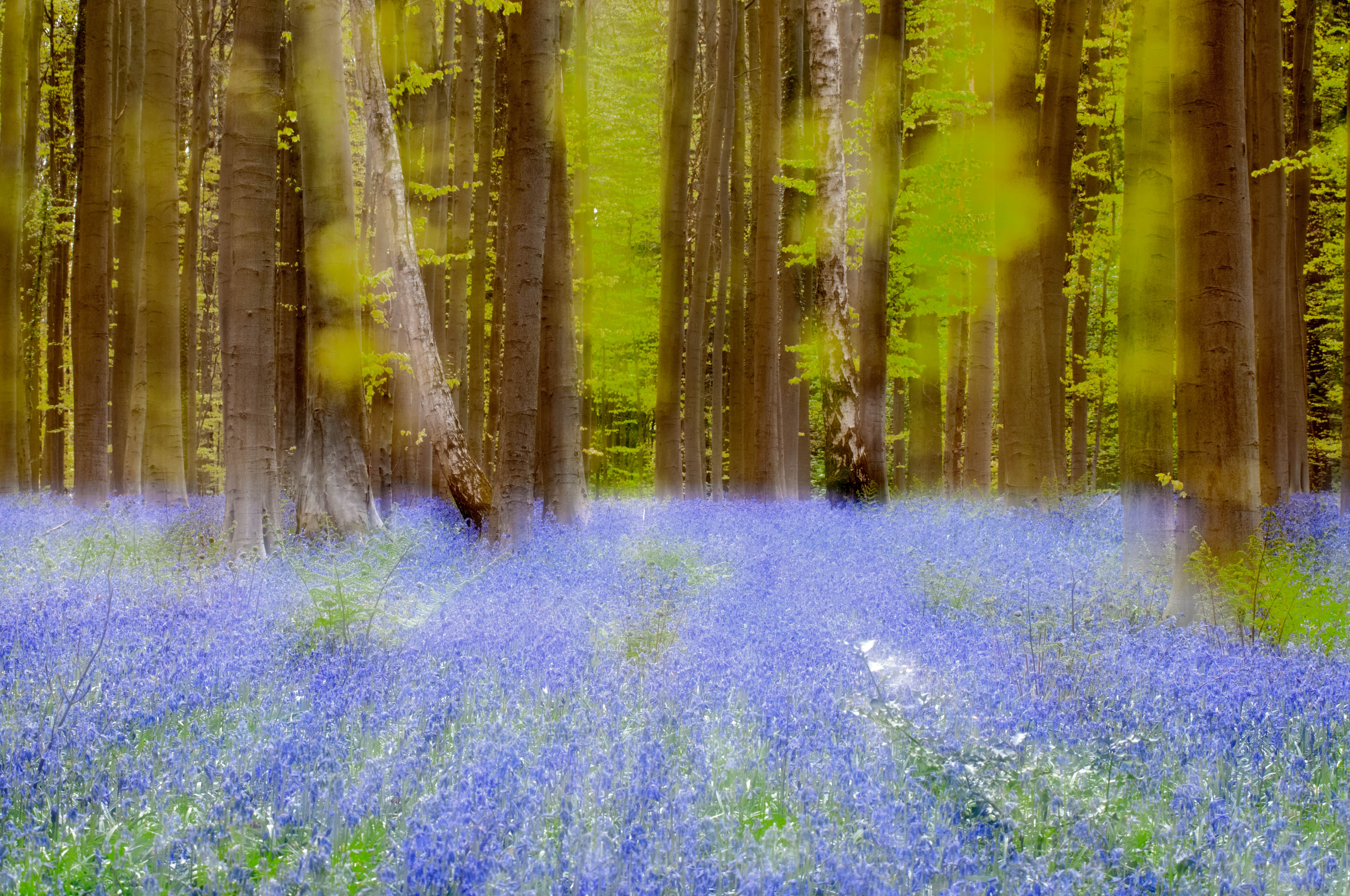 hallerbos-dubbele-belichting