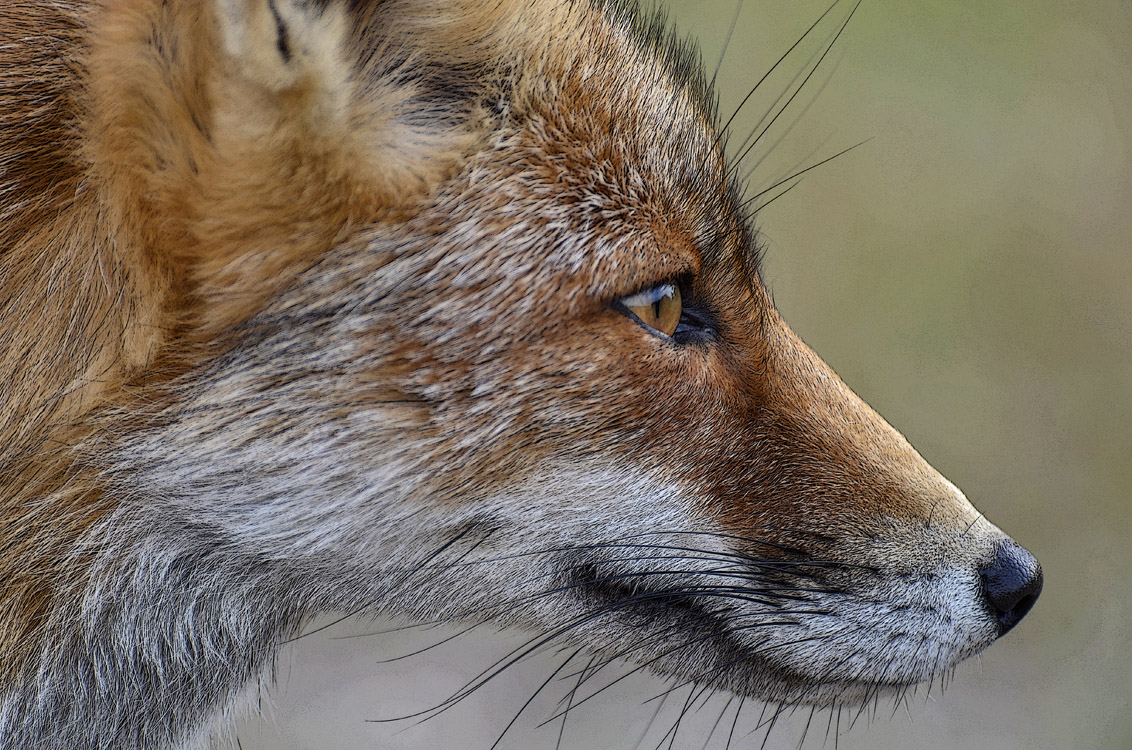 close-up-van-reintje